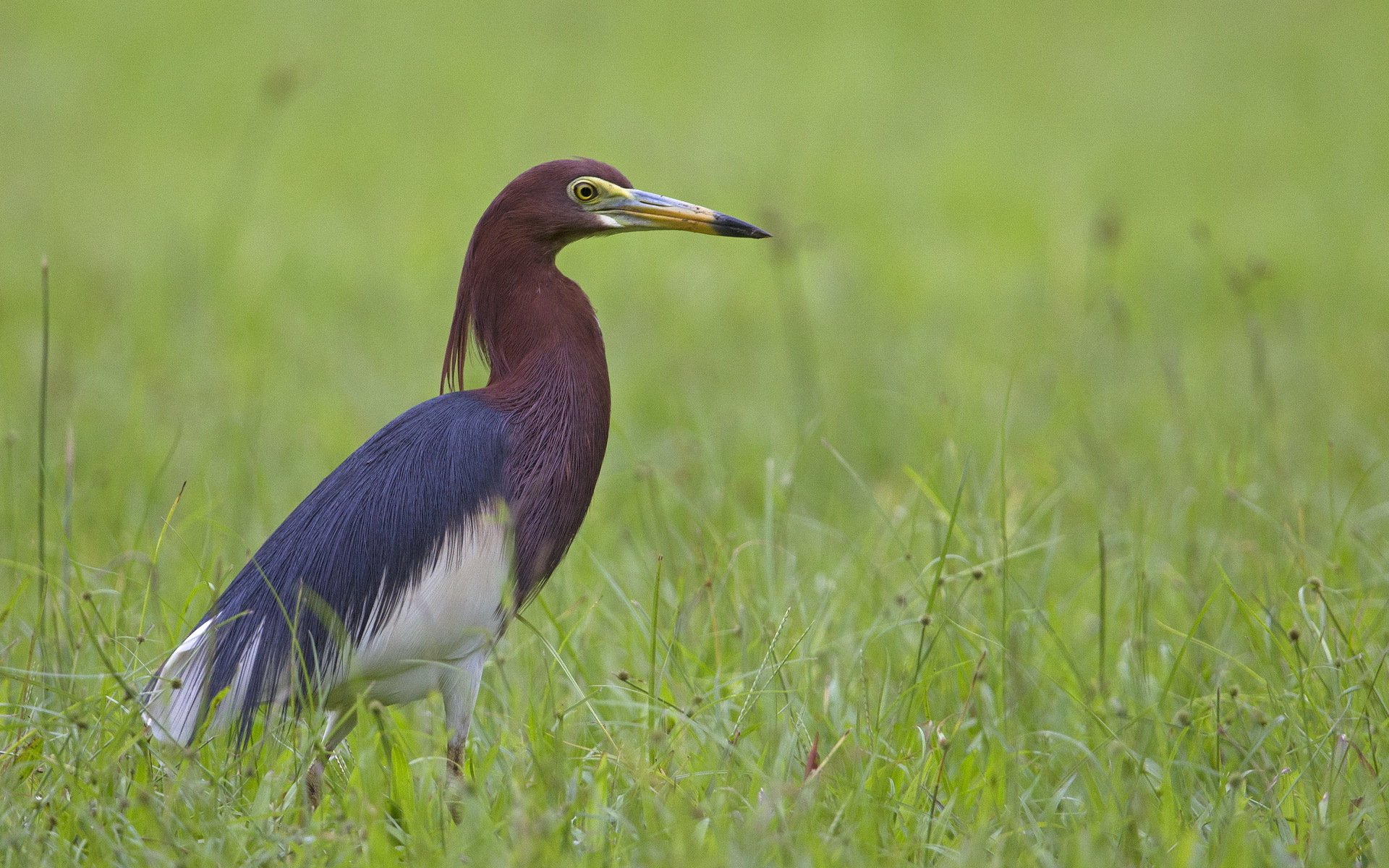 herbe oiseau héron