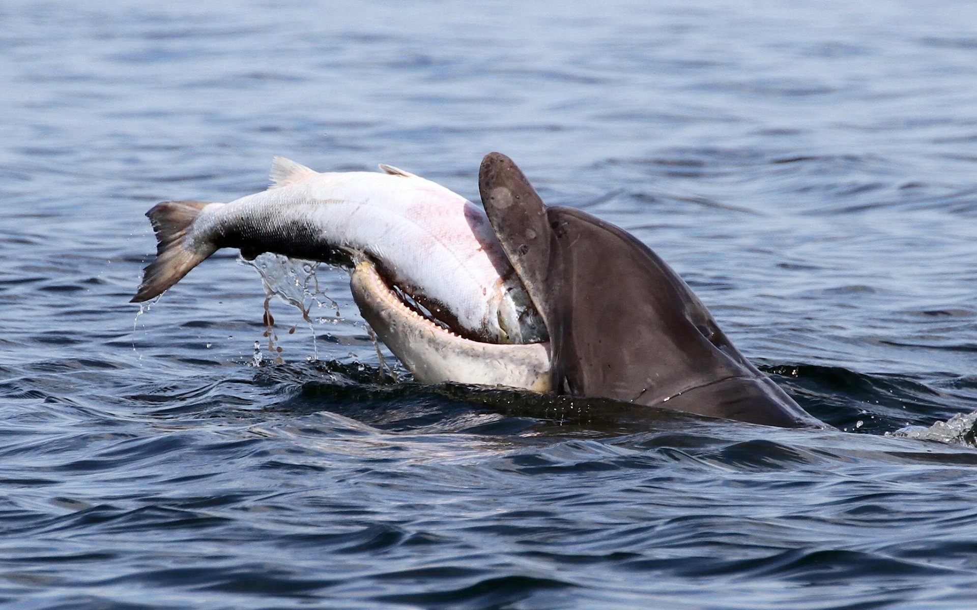 moray firth mory firth bay delphin tümmler fisch lachs beute