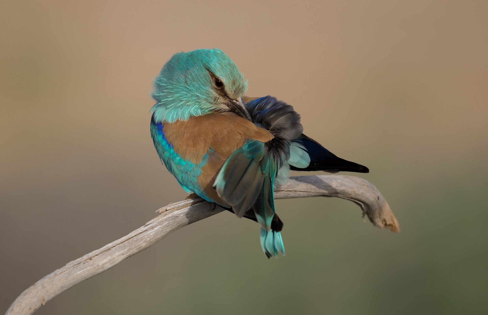 branche chienne oiseau fond