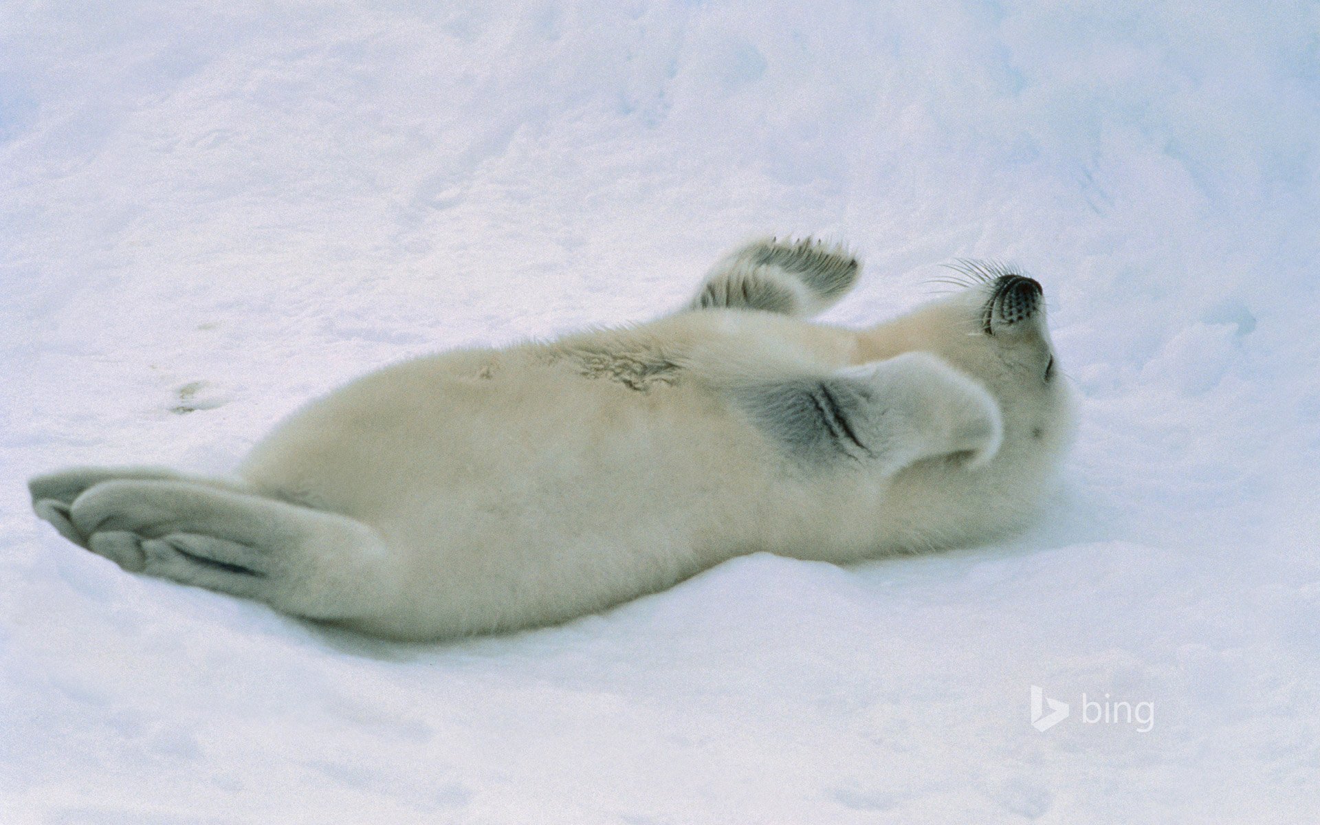 phoque cub neige arctique