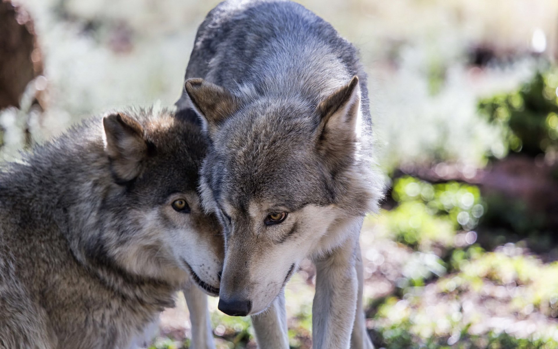 lobos bandada naturaleza