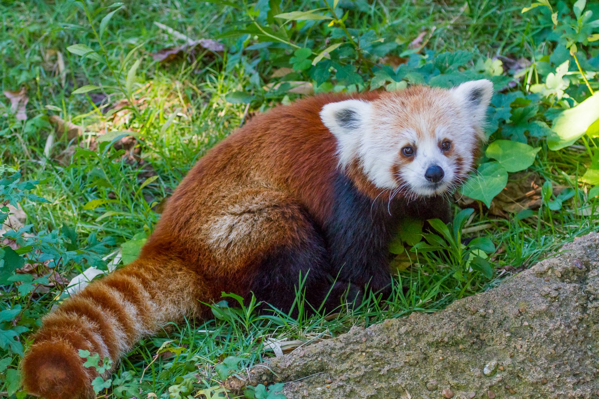 panda rojo firefox panda pequeño hierba