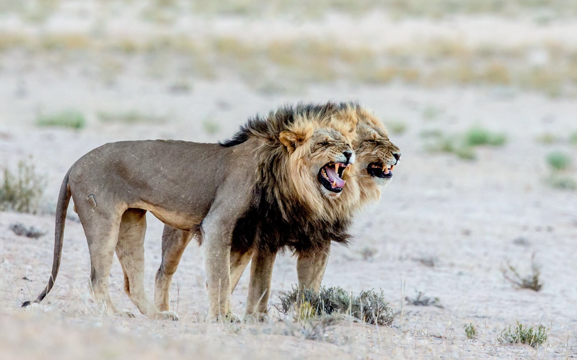 löwen natur afrika