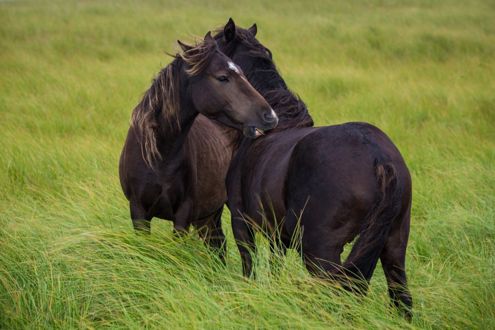 pferde pferde paar streicheln freundschaft weide wind