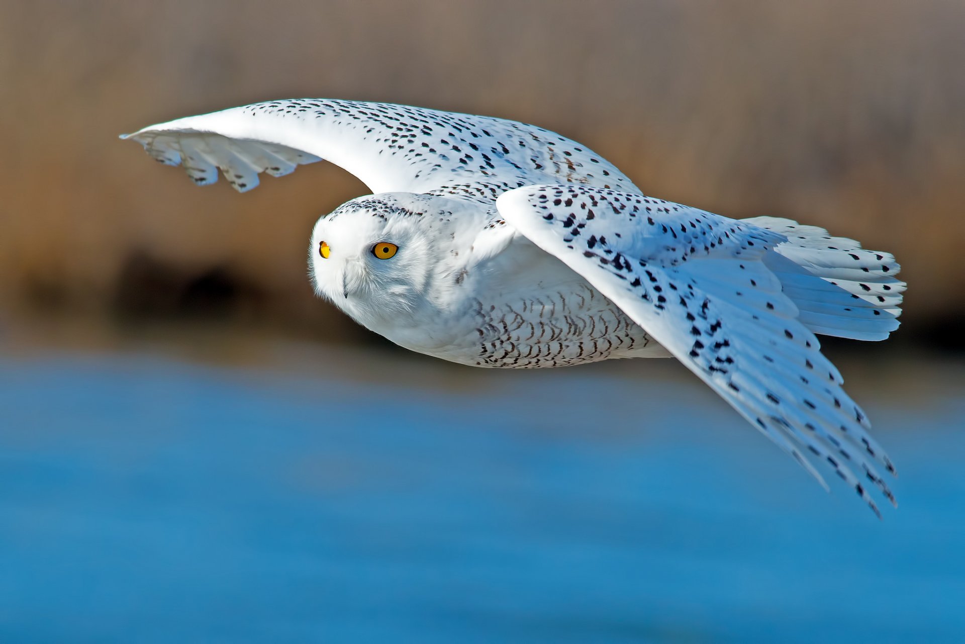 nowy owl poultry wings flight