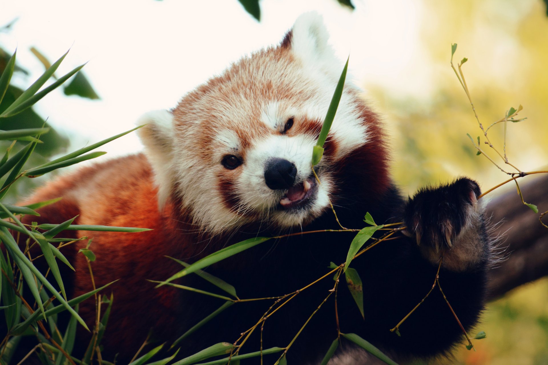 red panda grass bokeh