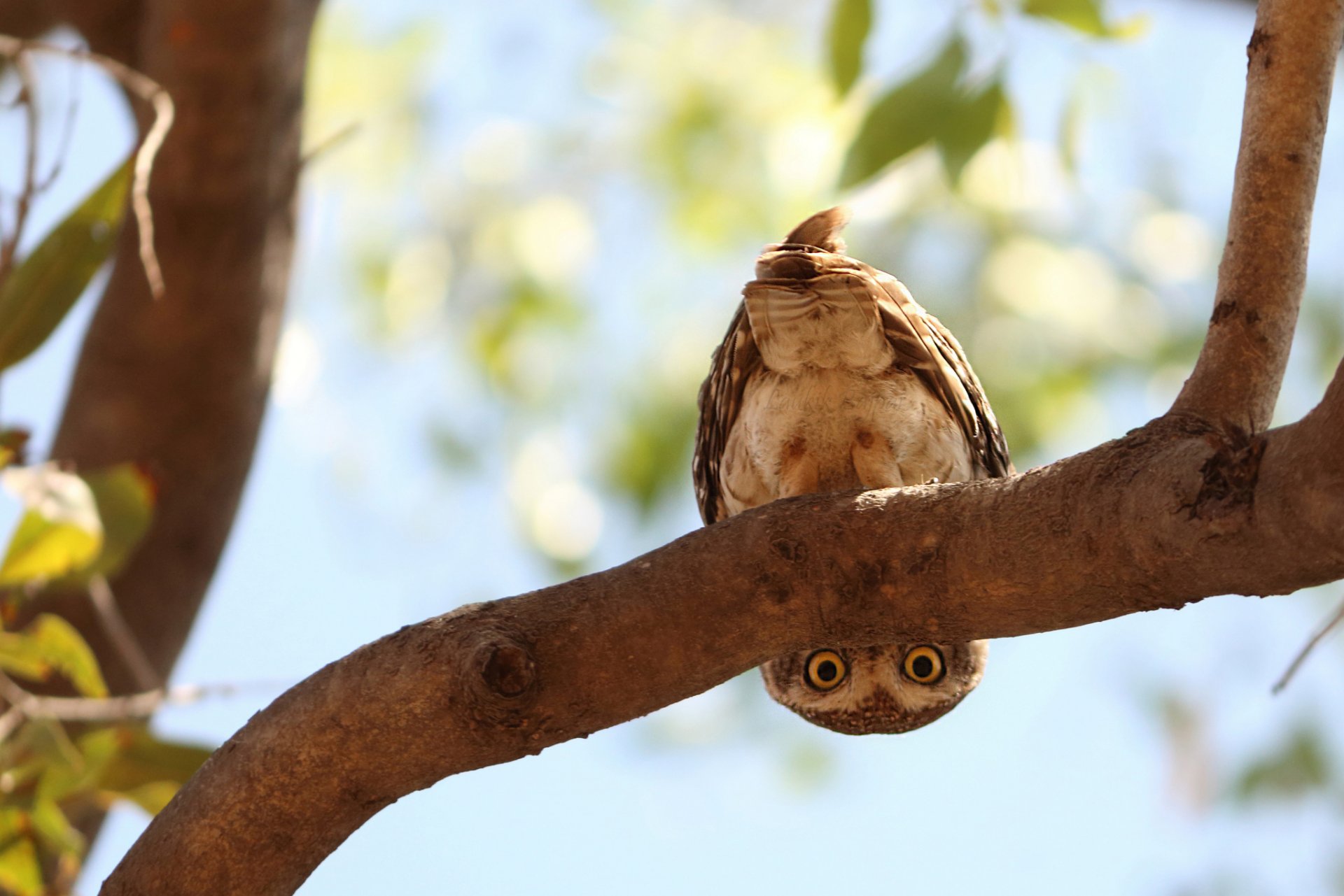 oiseau hibou à la recherche branches