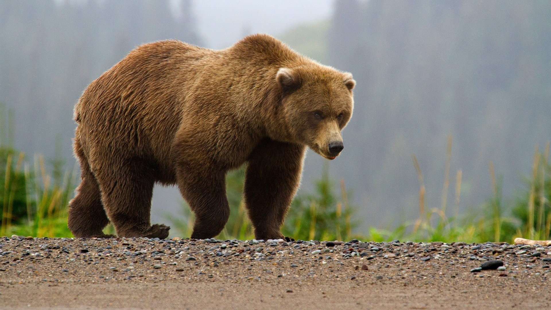 oso marrón oso