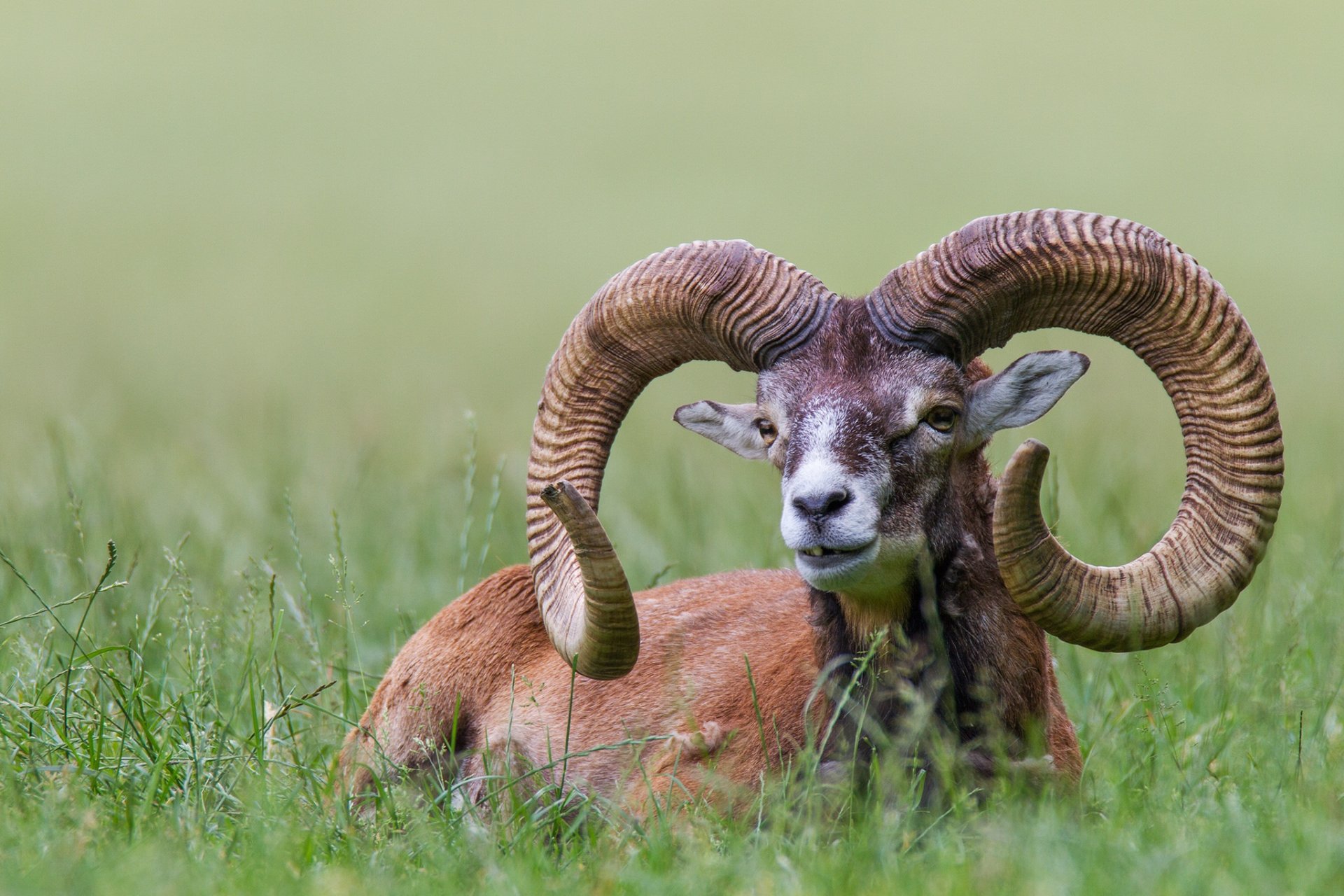 herbe mouflon européenne cornes beau réserve naturelle poing bavière