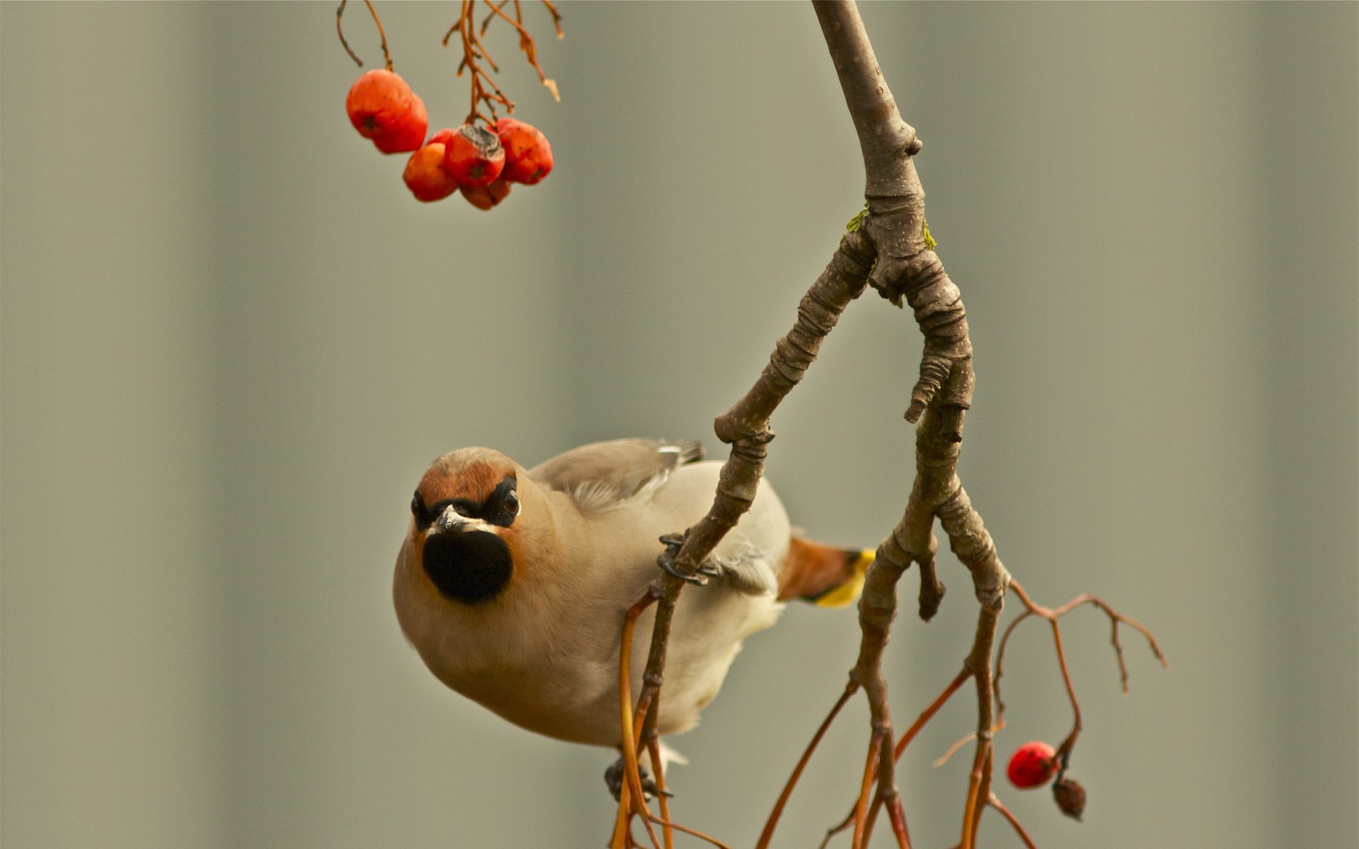 pfeife vogel zweig beeren fokus herbst