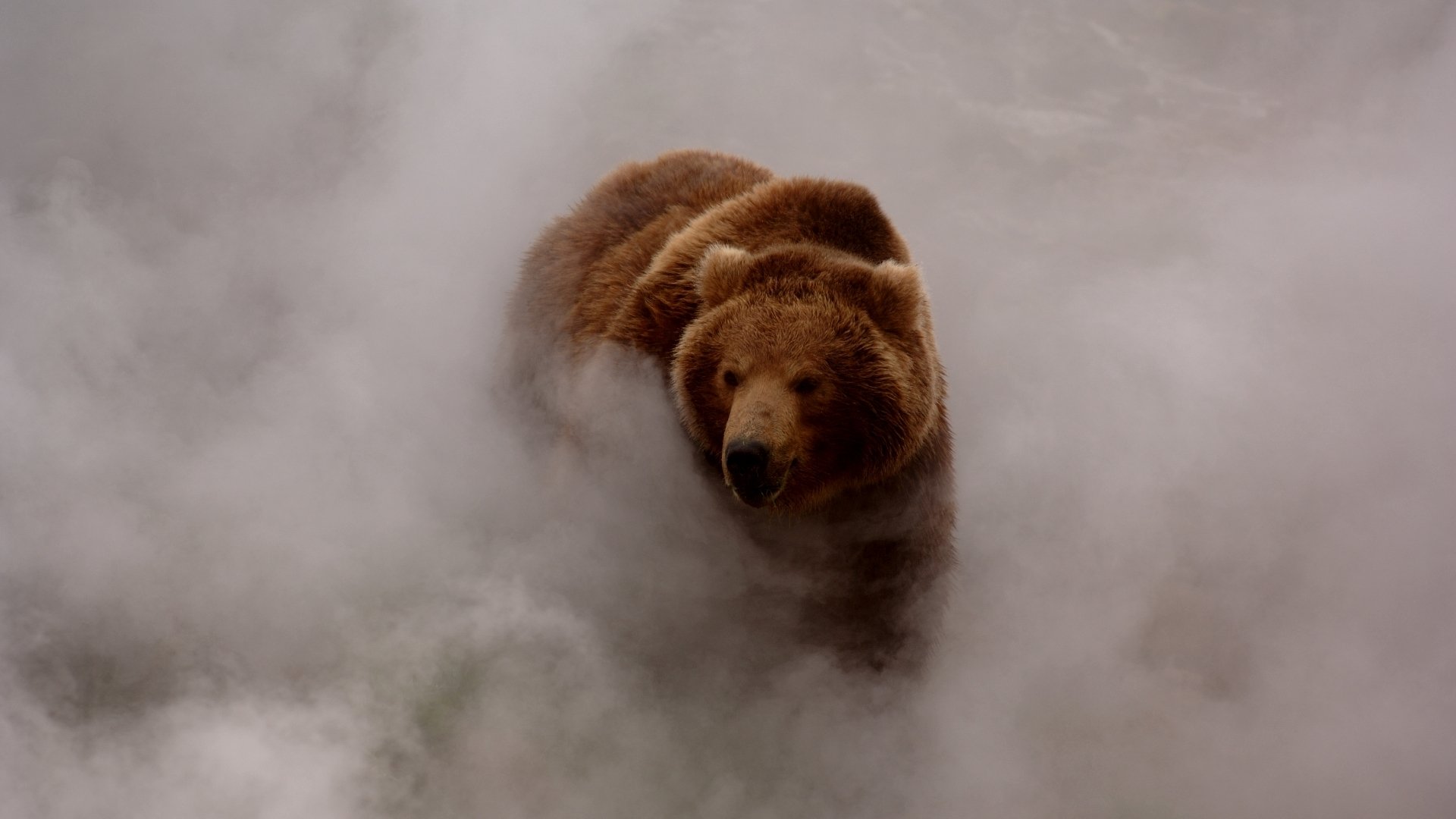 ours brun fumée brouillard