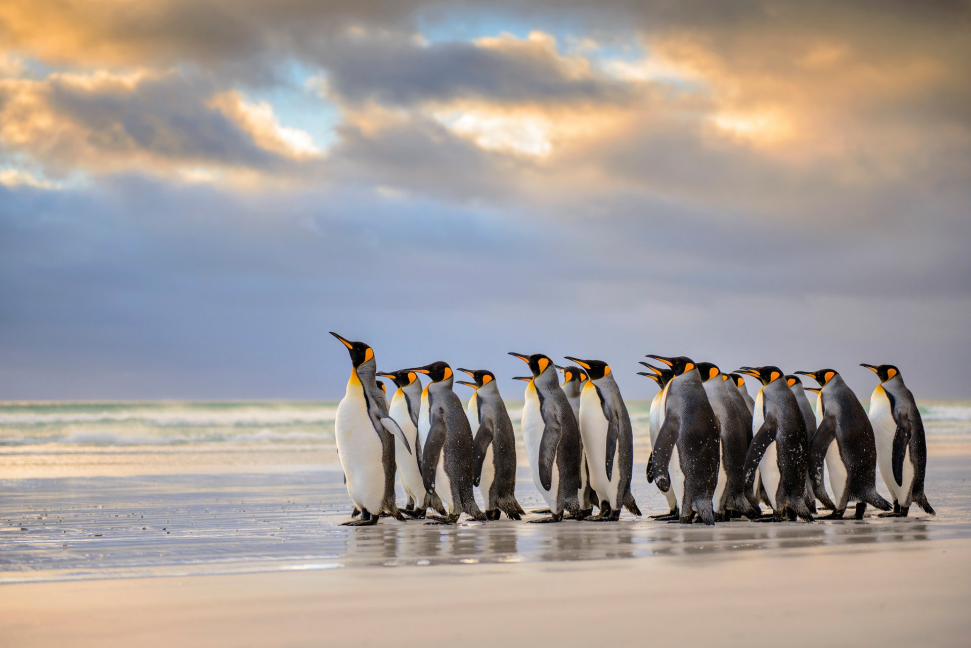 pingouins royaux îles falkland océan atlantique plage