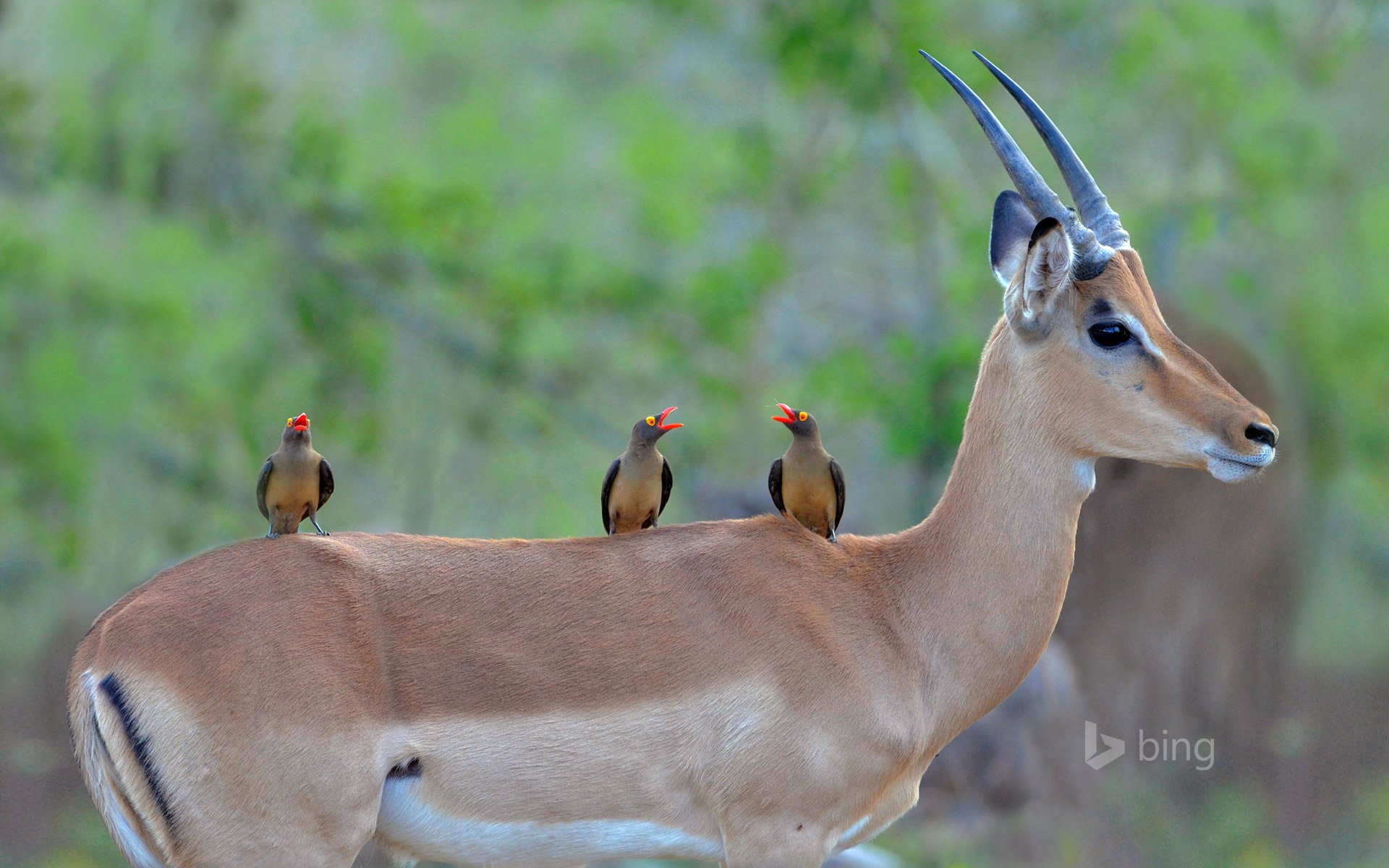 parque nacional kruger sudáfrica áfrica antílope negro impala aves color pico cuernos