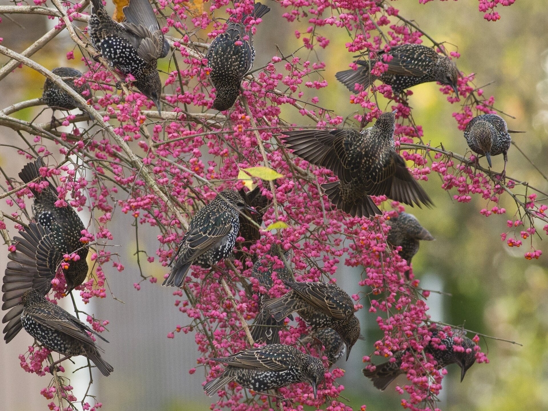 stare vögel baum zweige beeren