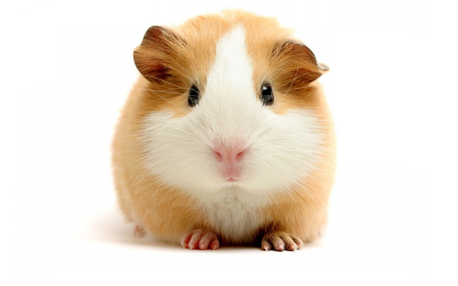 funny brown white hamster guinea pig