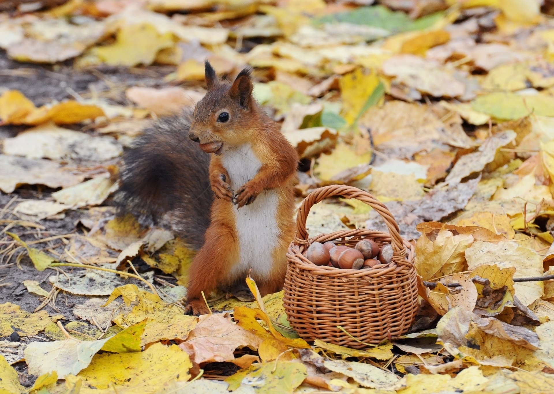 autunno scoiattolo cestino noci