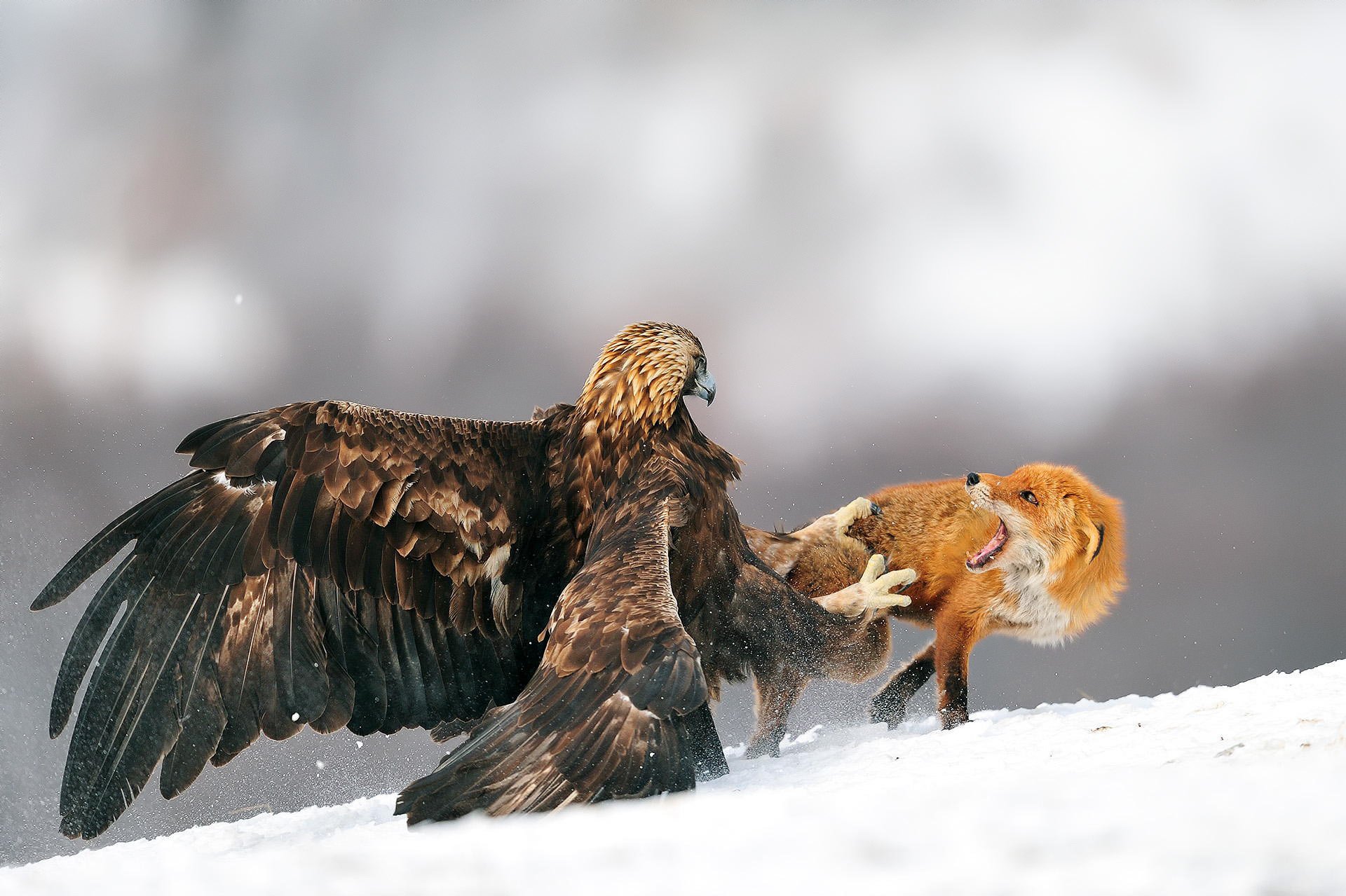 adler vogel fuchs schlacht winter schnee