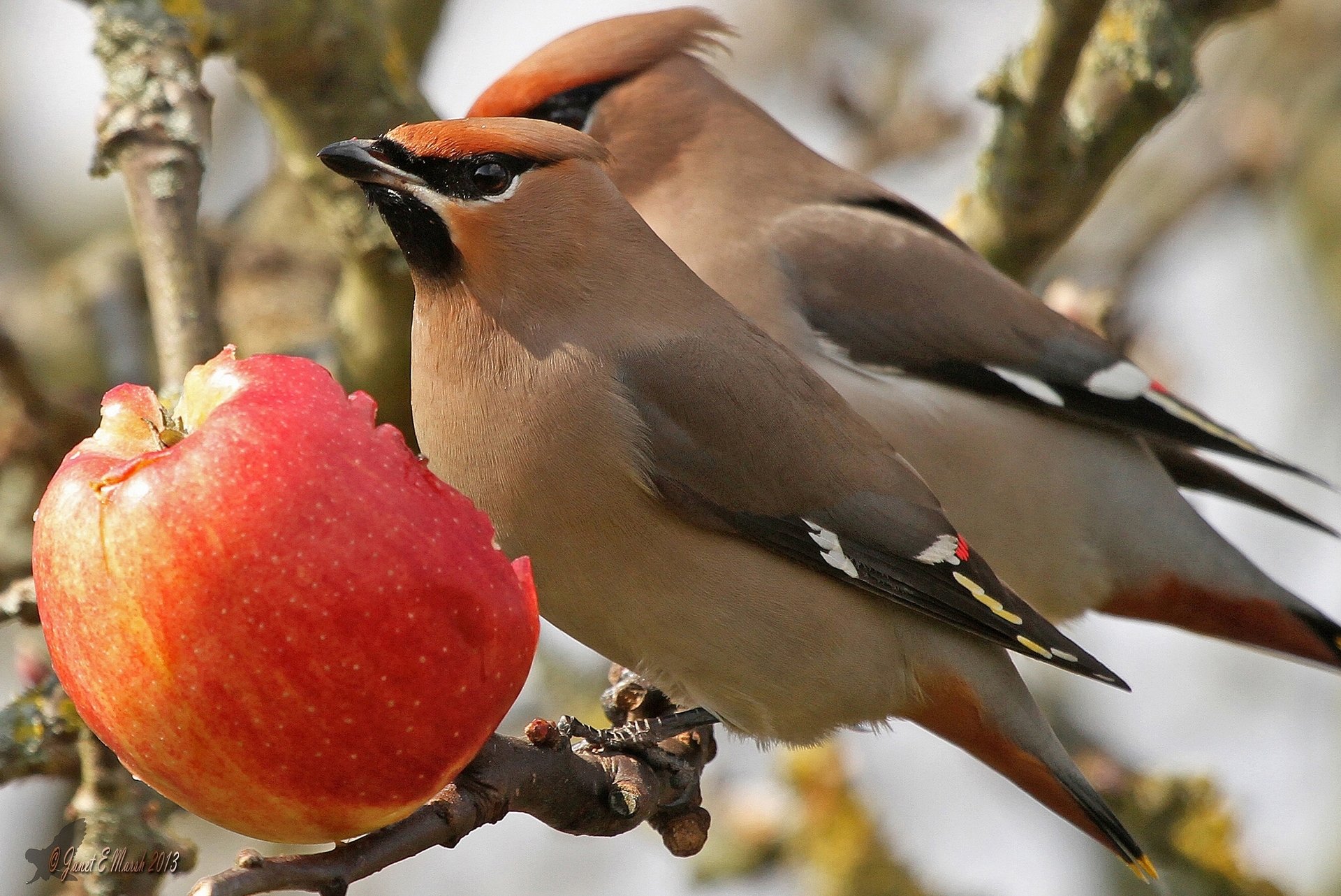 waxwings birds apple branch lunch