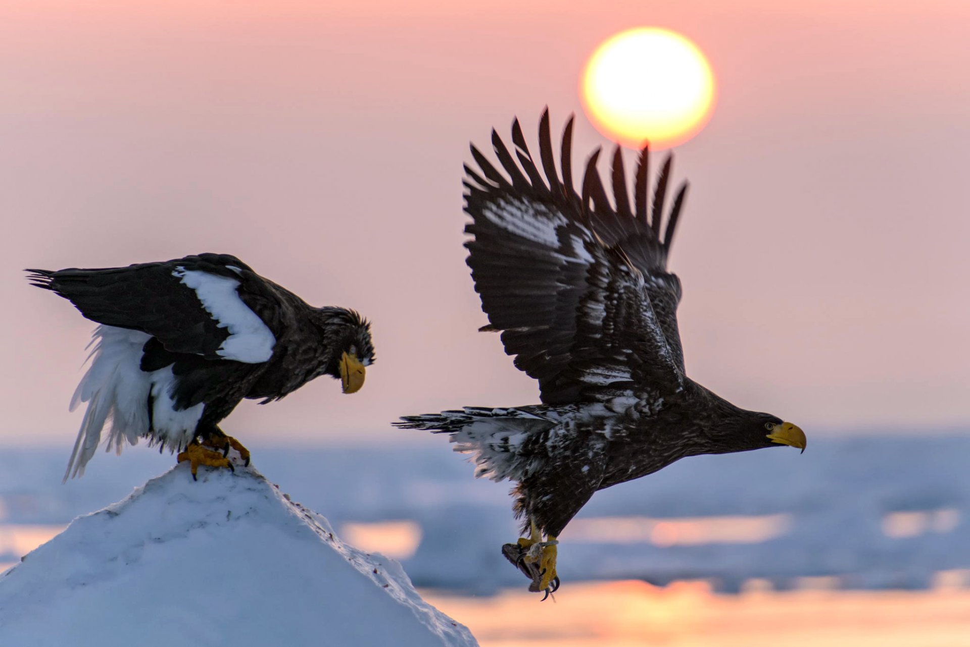 aquila dalla coda bianca uccelli preda volo ali sole neve natura