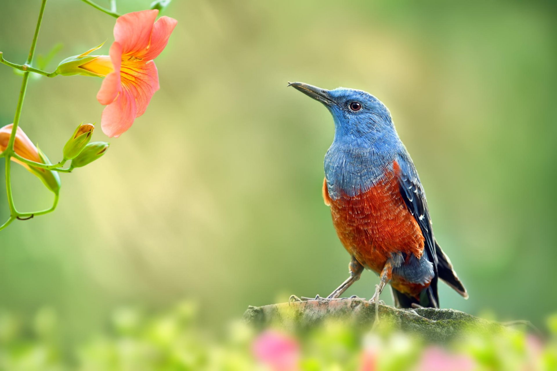 pájaro jardín rama flores macro naturaleza