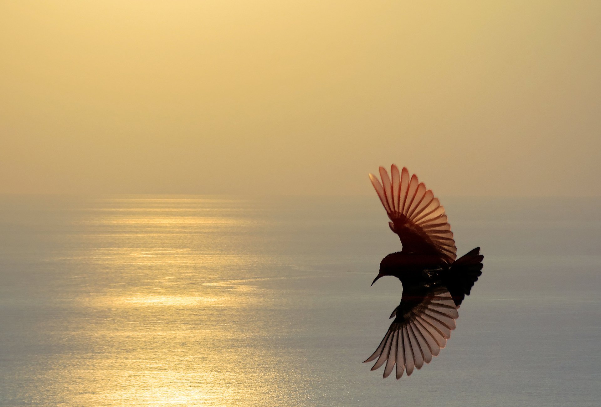 mer coucher de soleil oiseau ailes silhouette vol