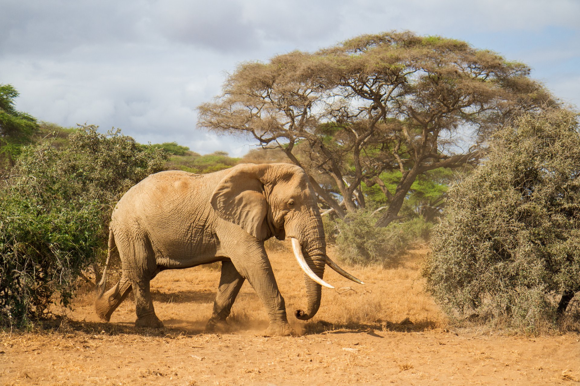 elefante zanne africa natura alberi