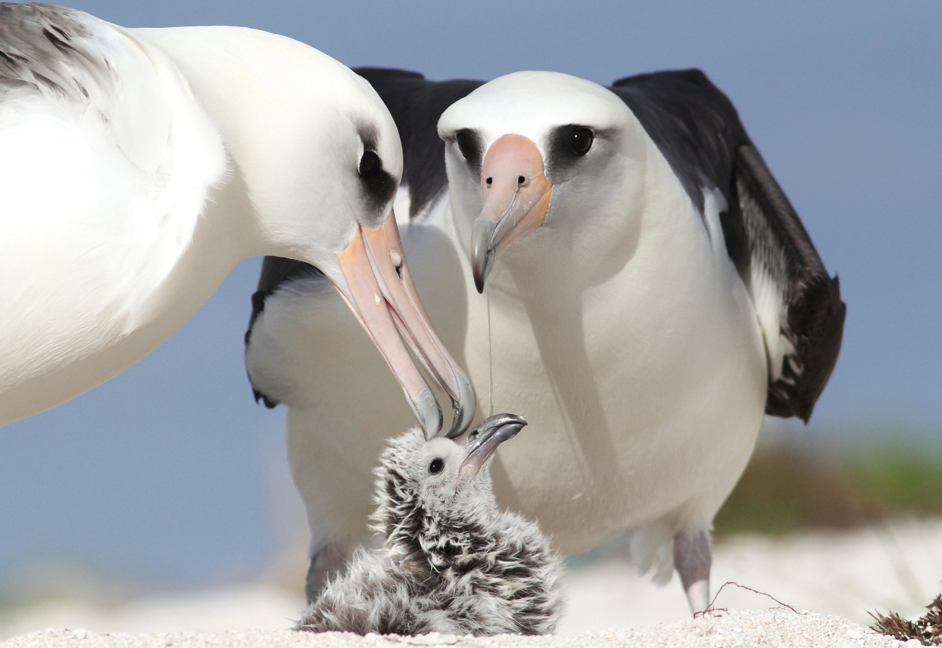 albatri pulcino genitori uccelli