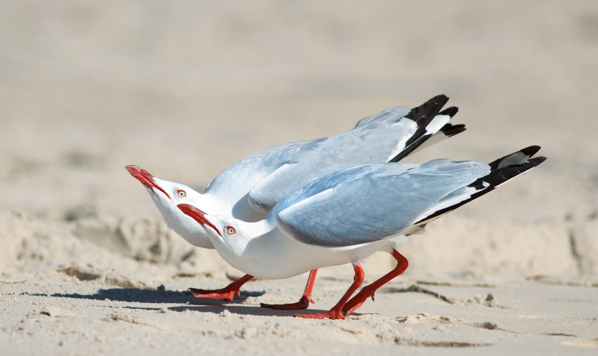 sand vögel zwei möwen silber