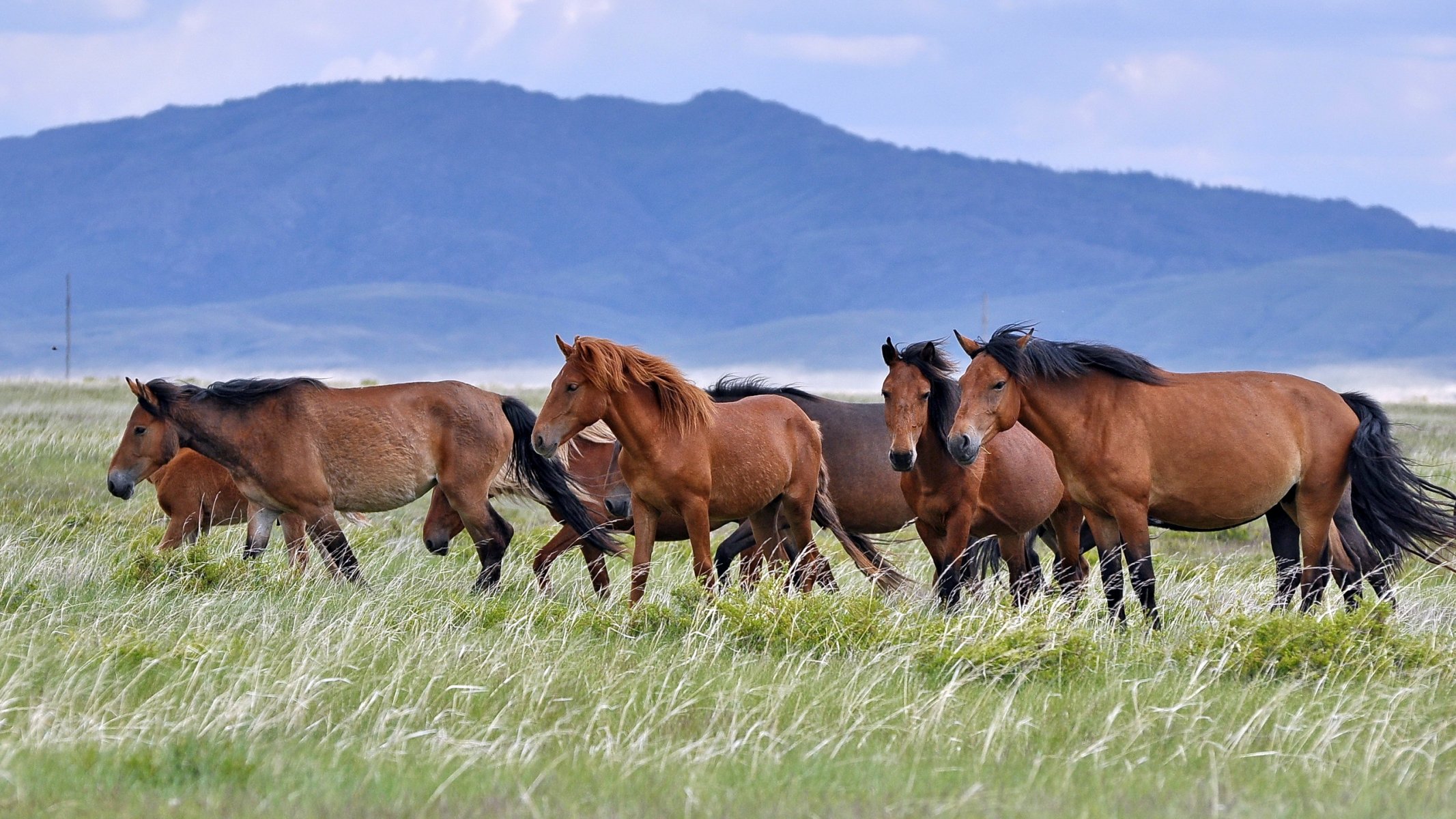 cavalli campo natura