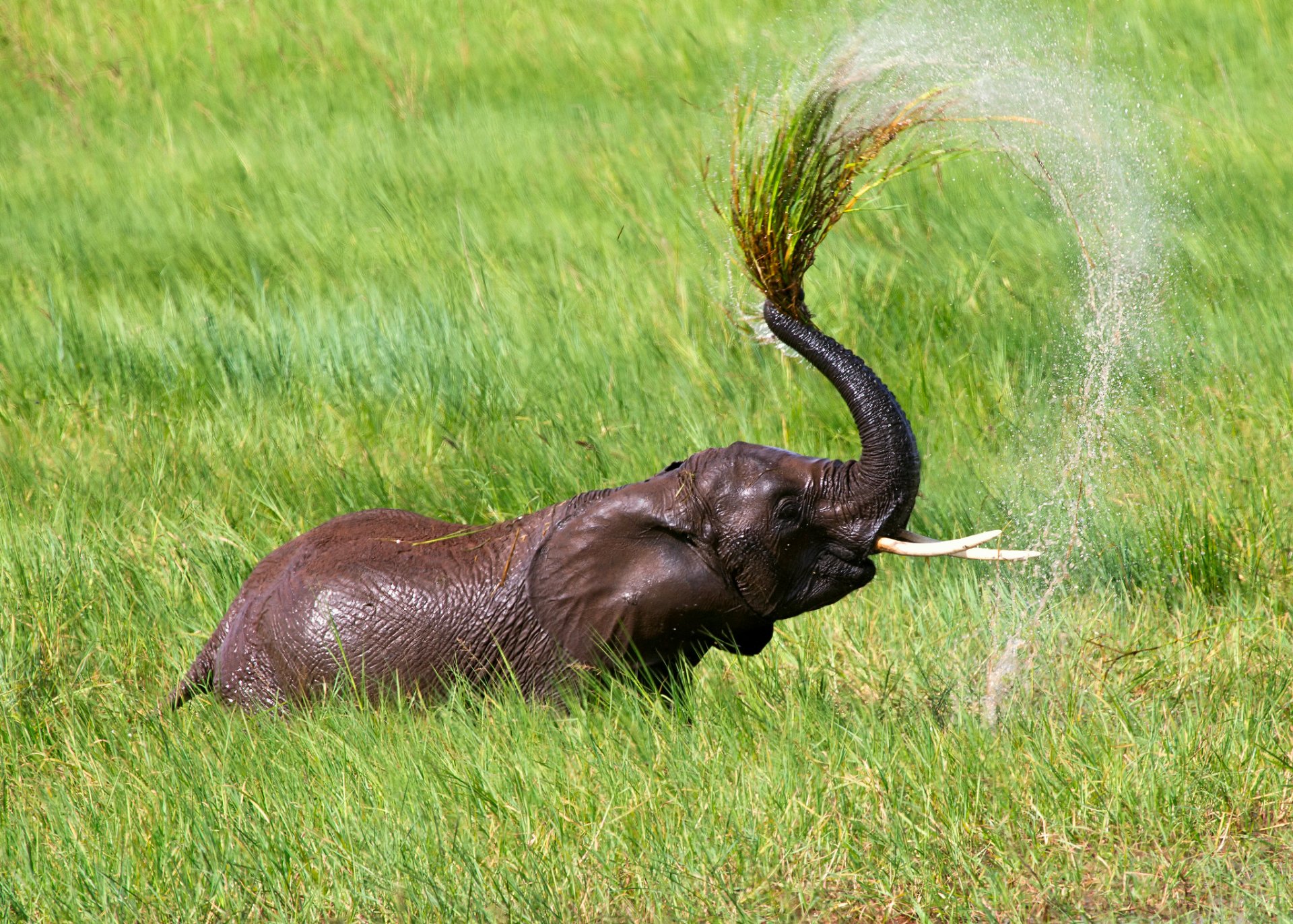 africa tanzania elephant heat water shower lake spray drop