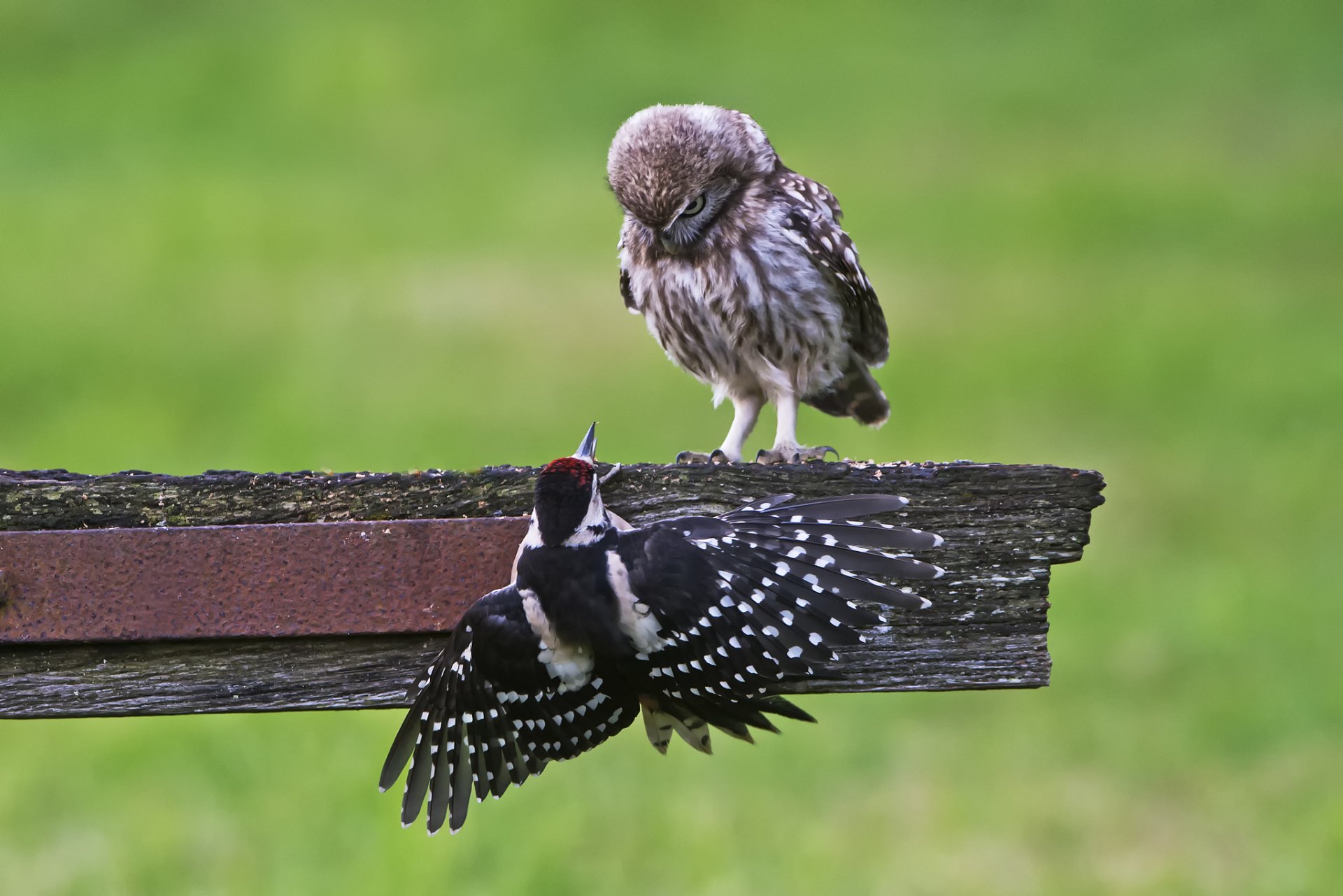 hibou hibou pic oiseaux planche nature fond