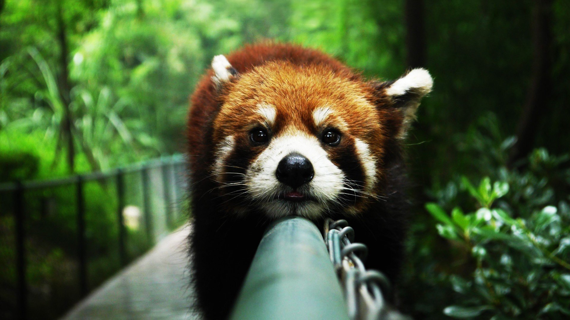 animals red pandas animals red panda