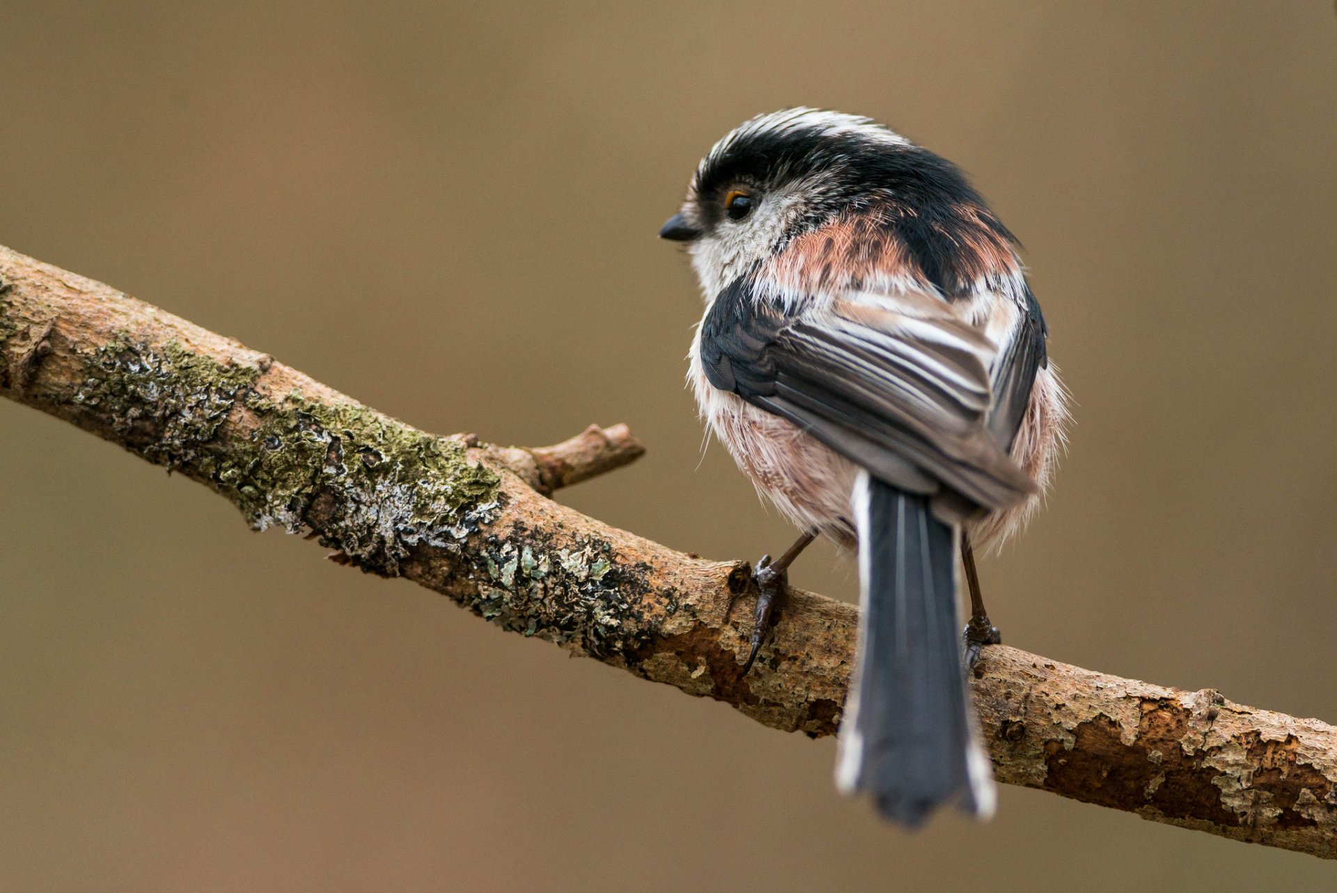 branch bird long-tailed tit background