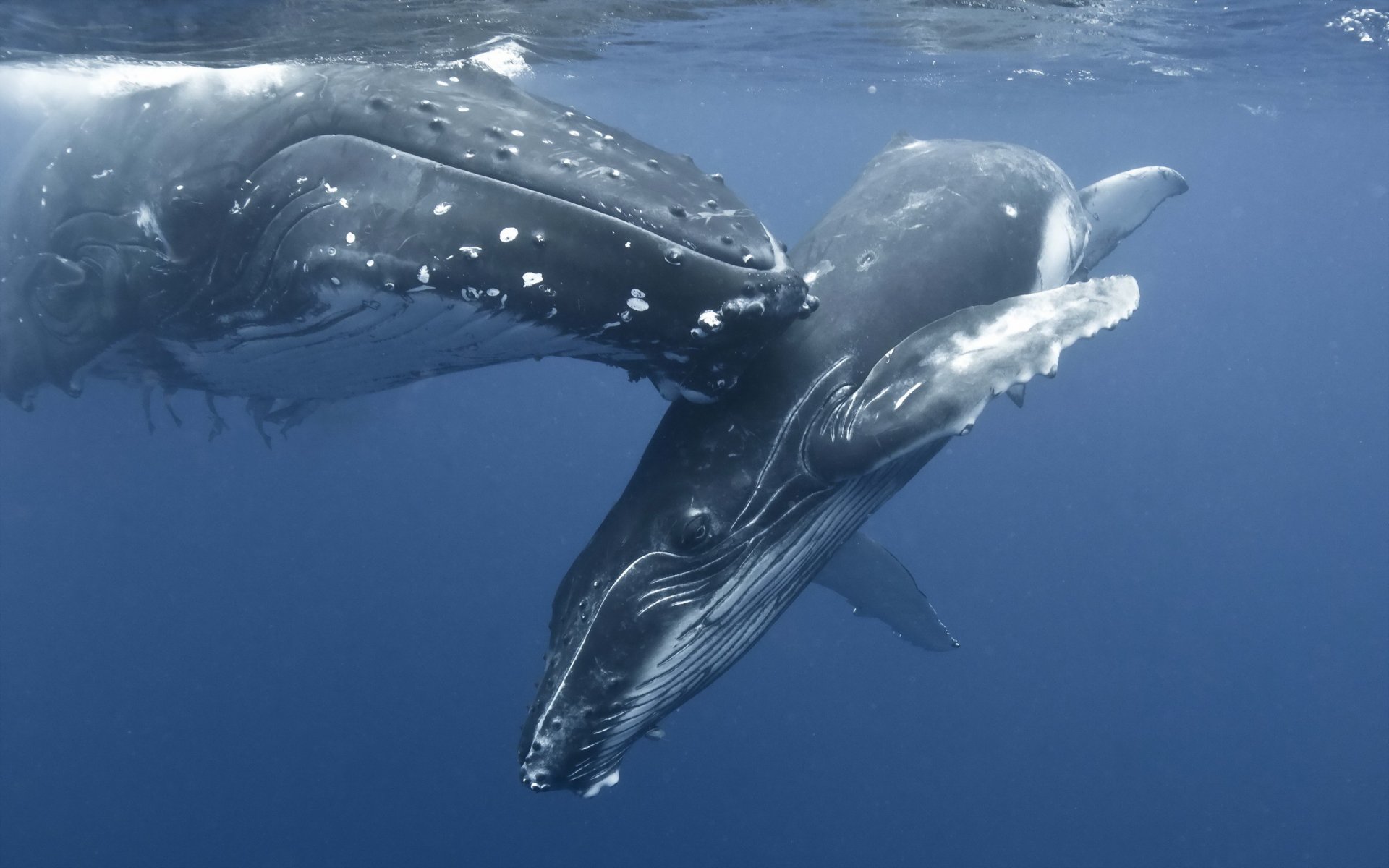 balena mare natura