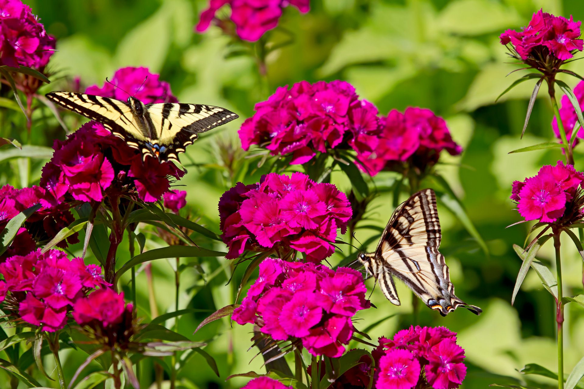 mariposas flores claveles