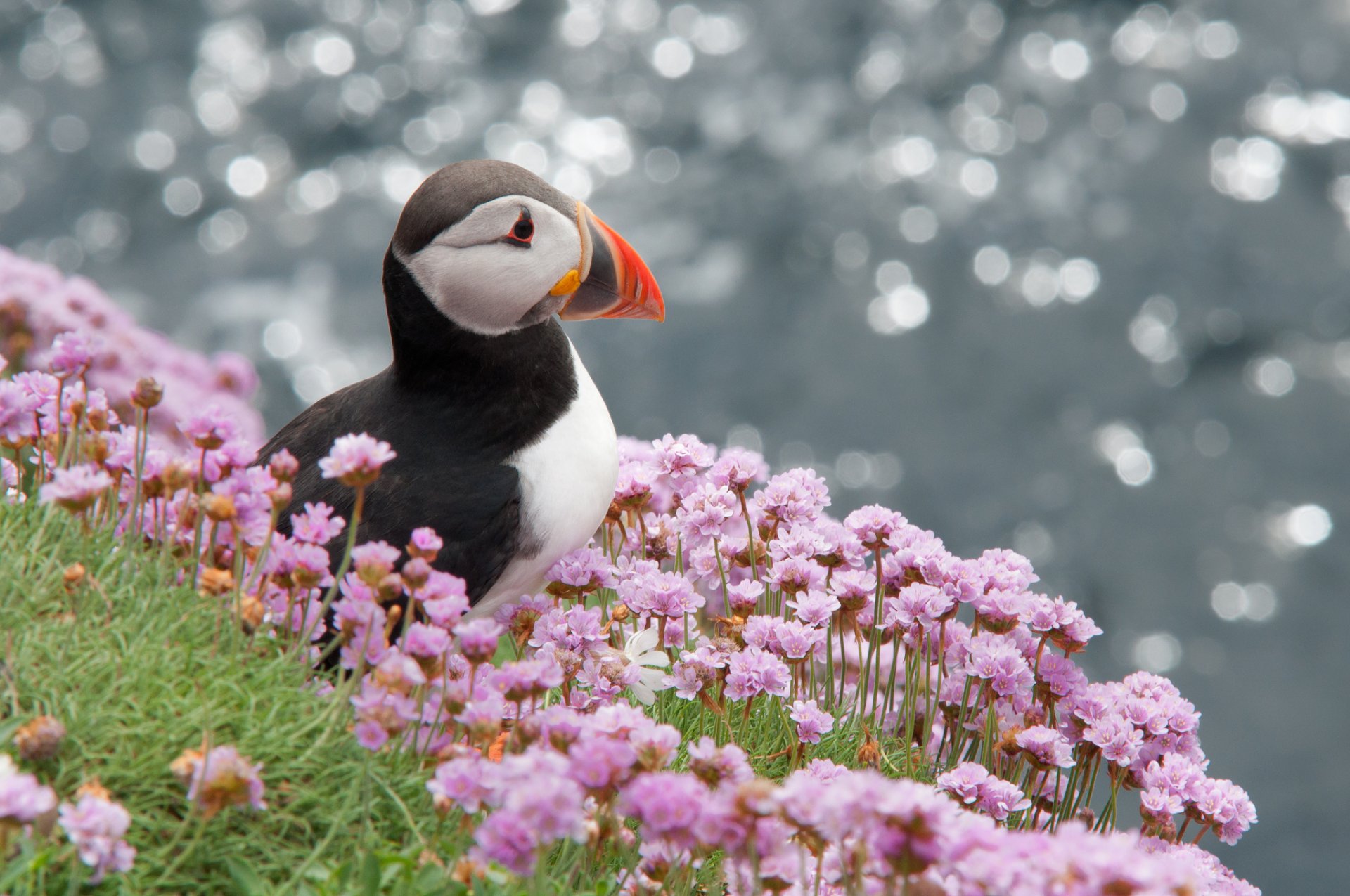 impasse atlantique oiseau profil fleurs faits saillants