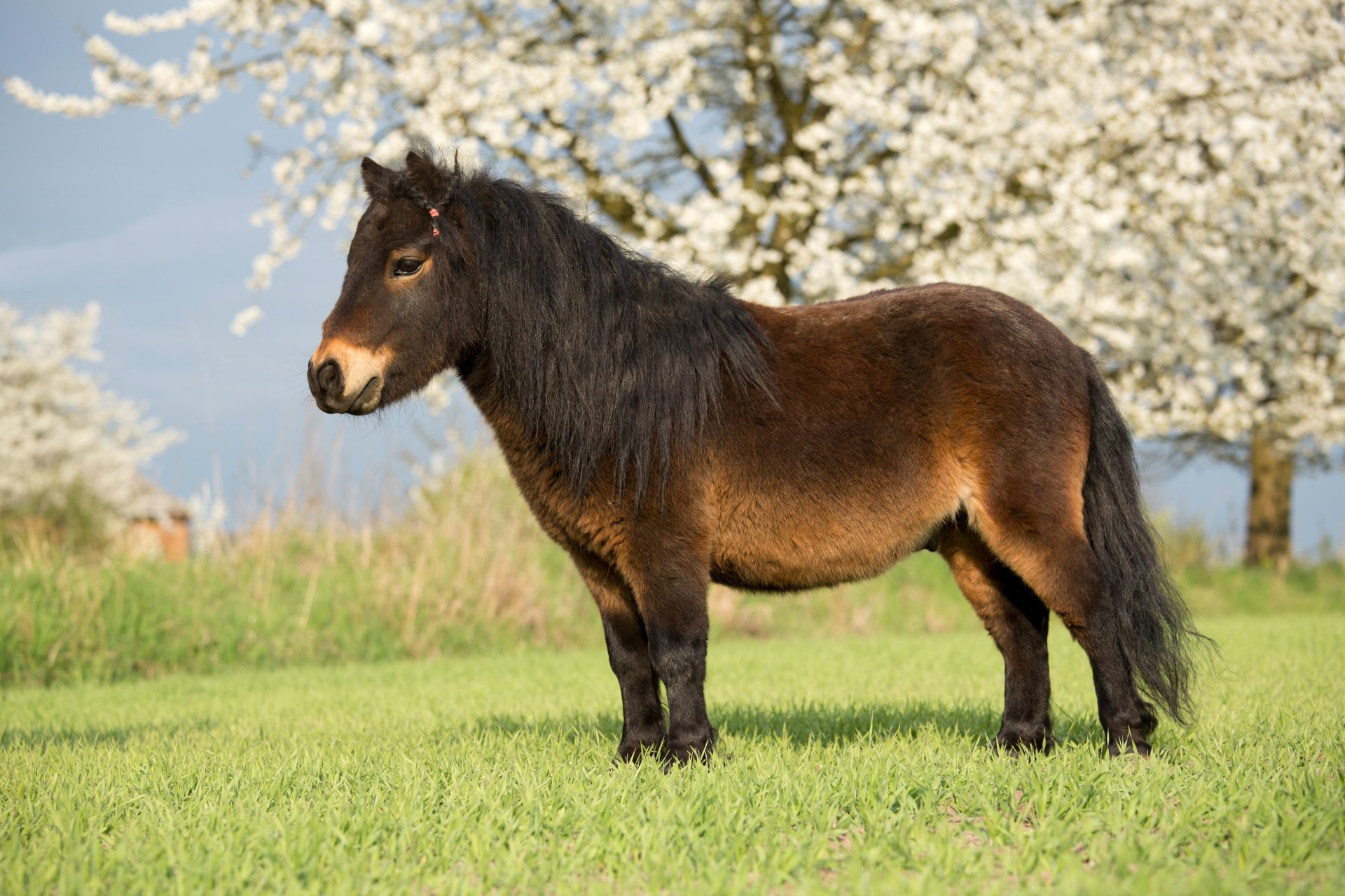 tier pferd natur feld blühende bäume gras tierpferd gras