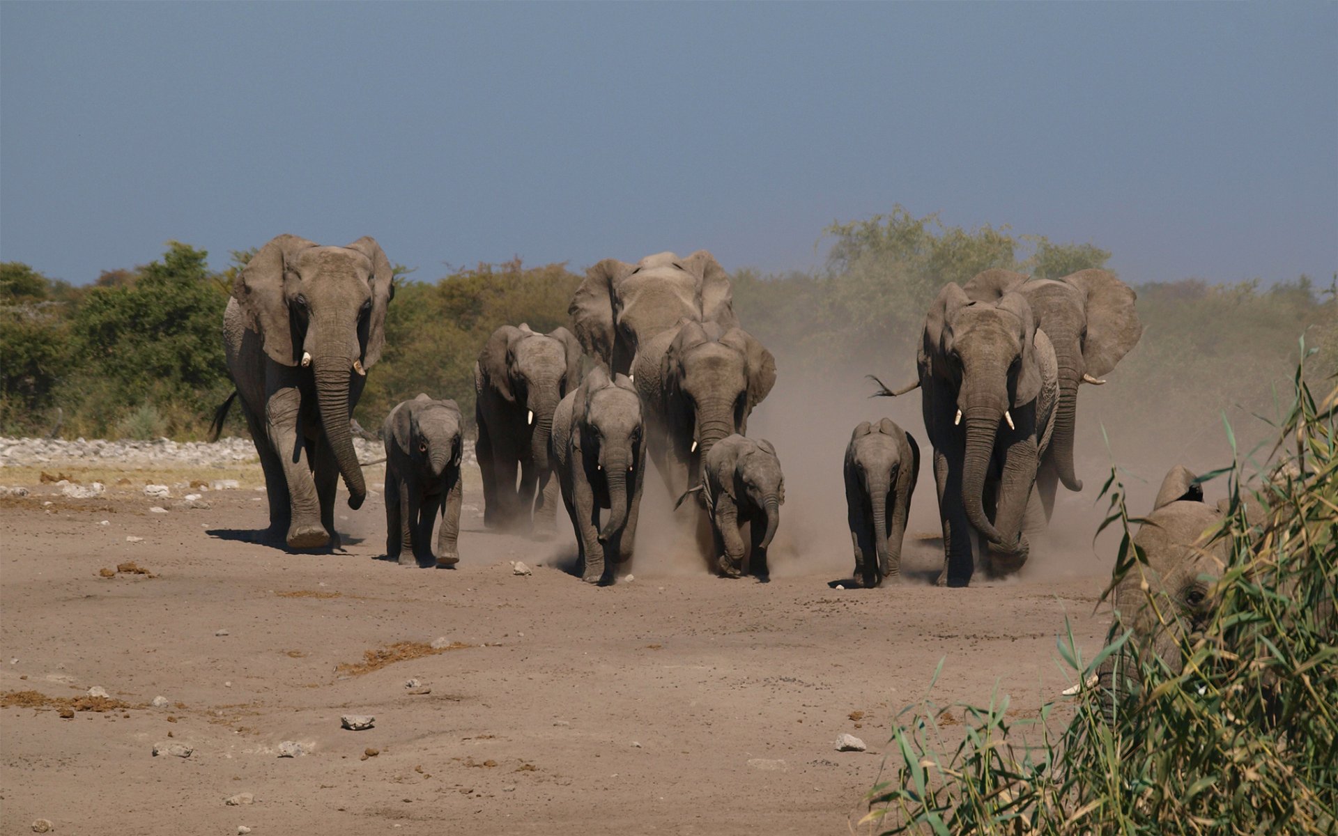 elephants family steps trail dust