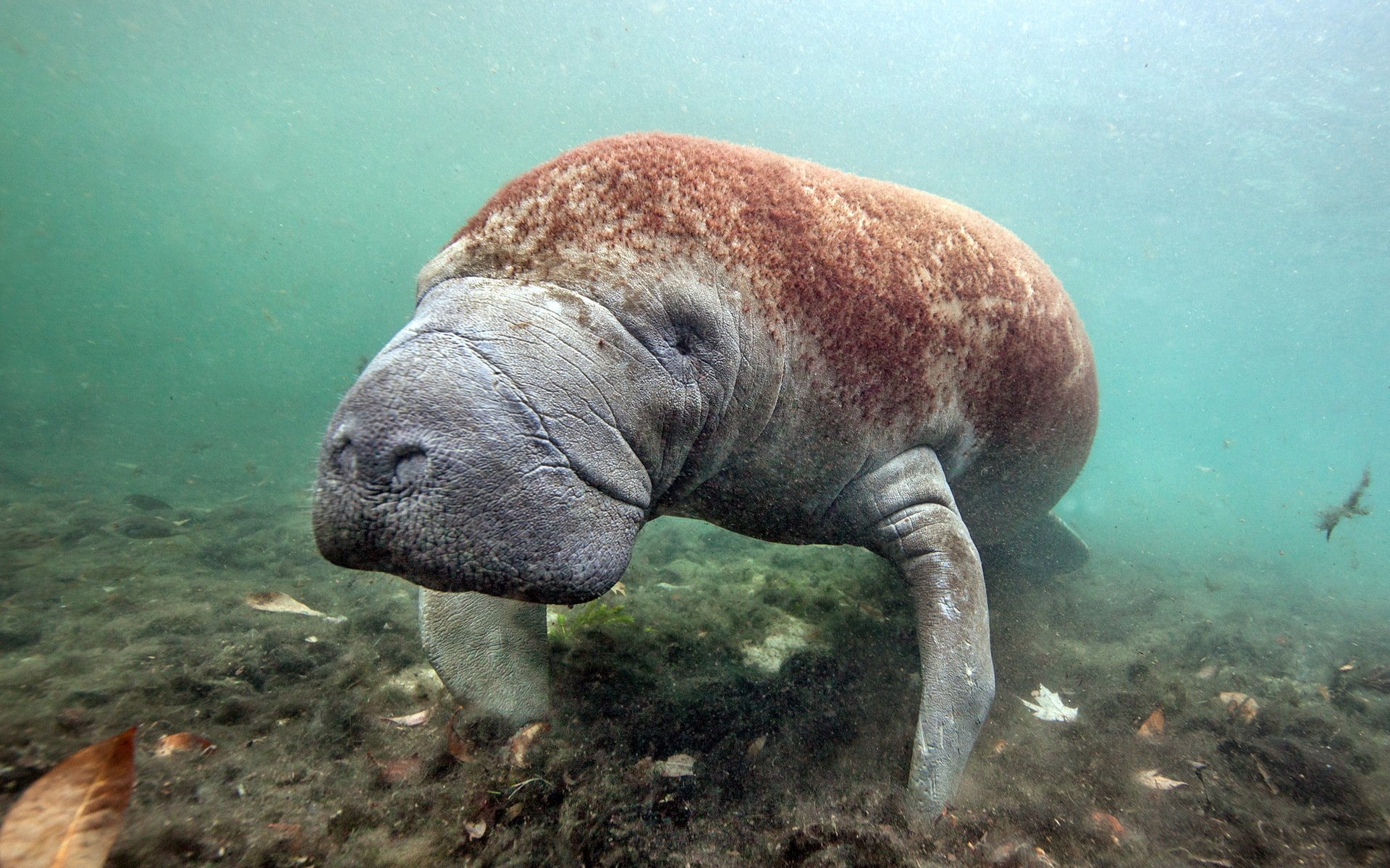 west indian manatee crystal river florida sea cow manatee