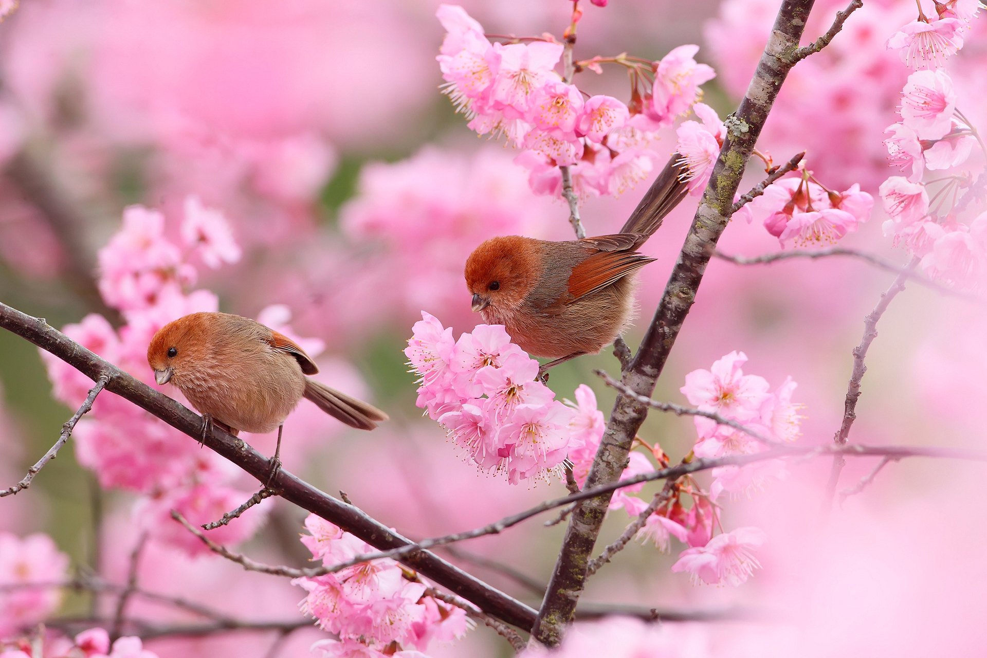 oiseaux couple arbre jardin branches fleurs printemps