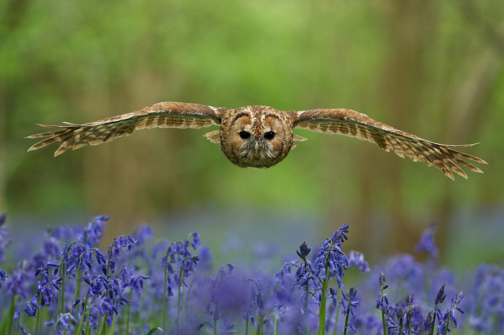 eule vogel blick flügel schwingen wald lichtung blumen blau glocken unschärfe