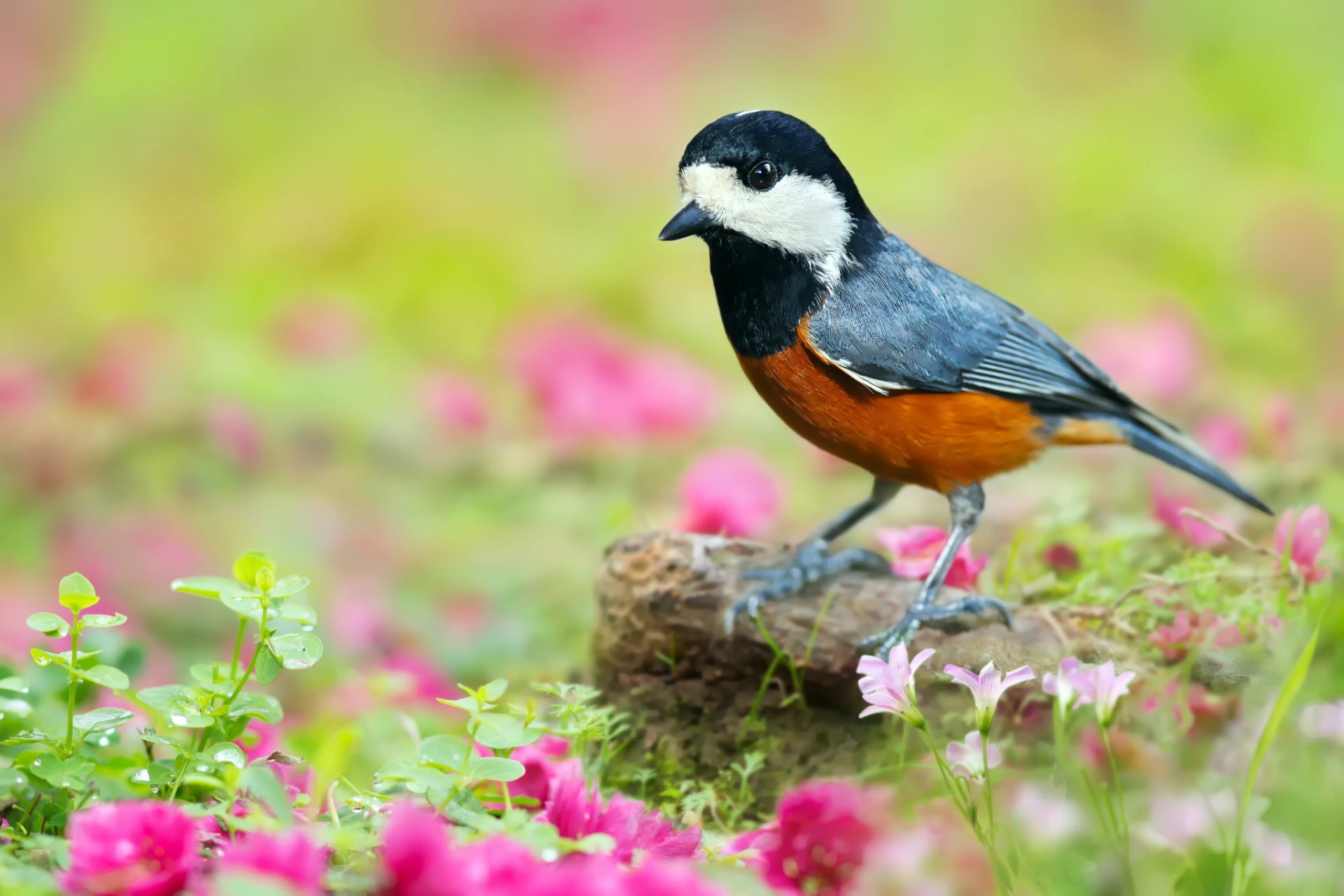 tejo teta japonesa pájaro naturaleza piedra flores rosa hierba hojas vegetación