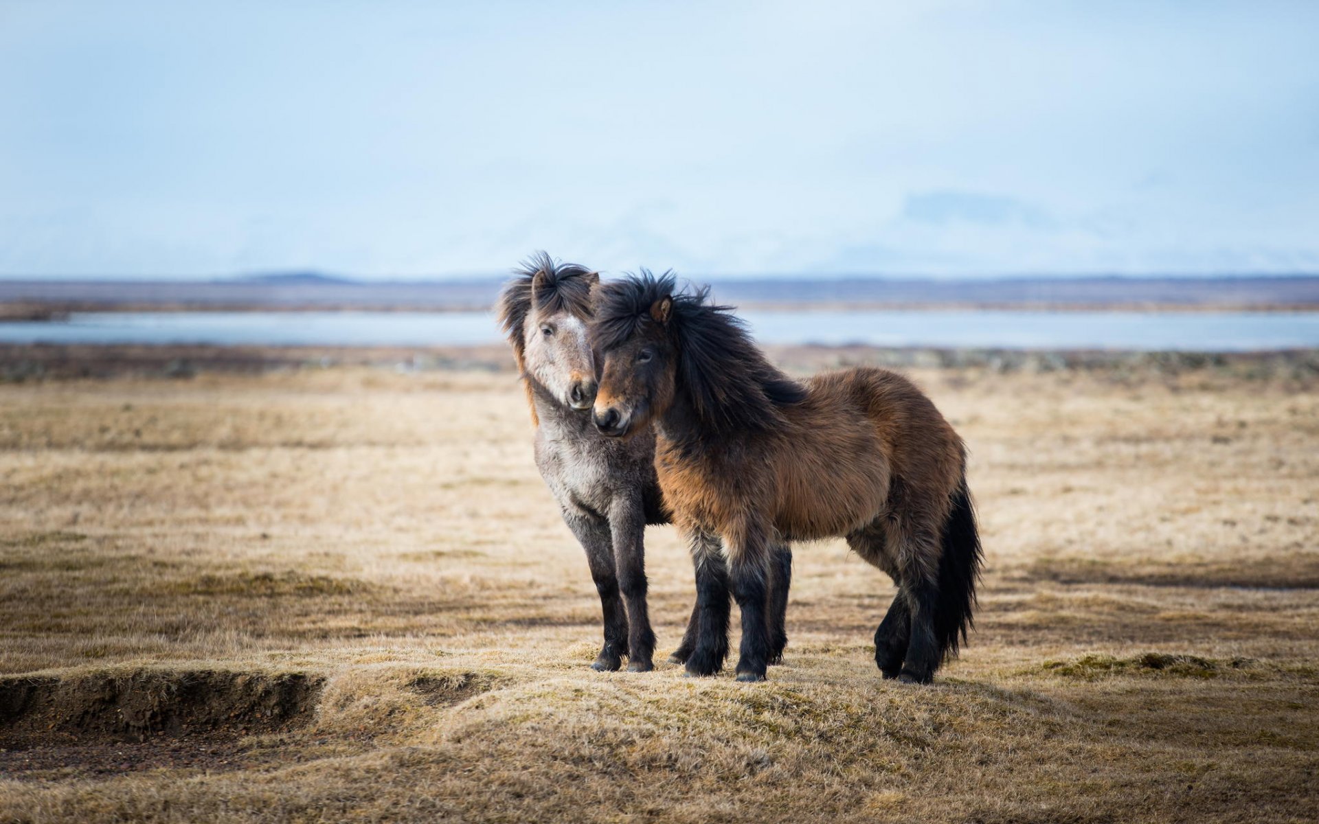 caballos ponis pareja islandia naturaleza espacio