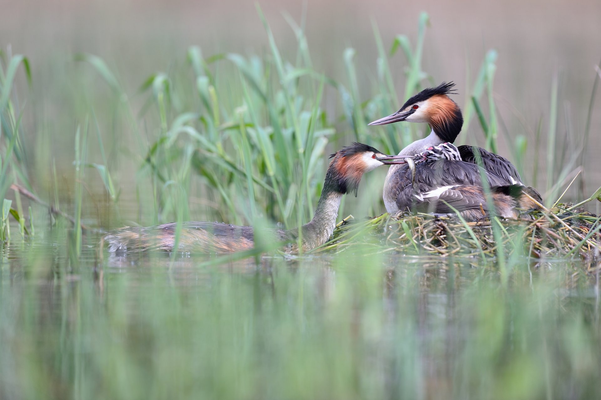 teich gras enten fliegenpilze zwei fang