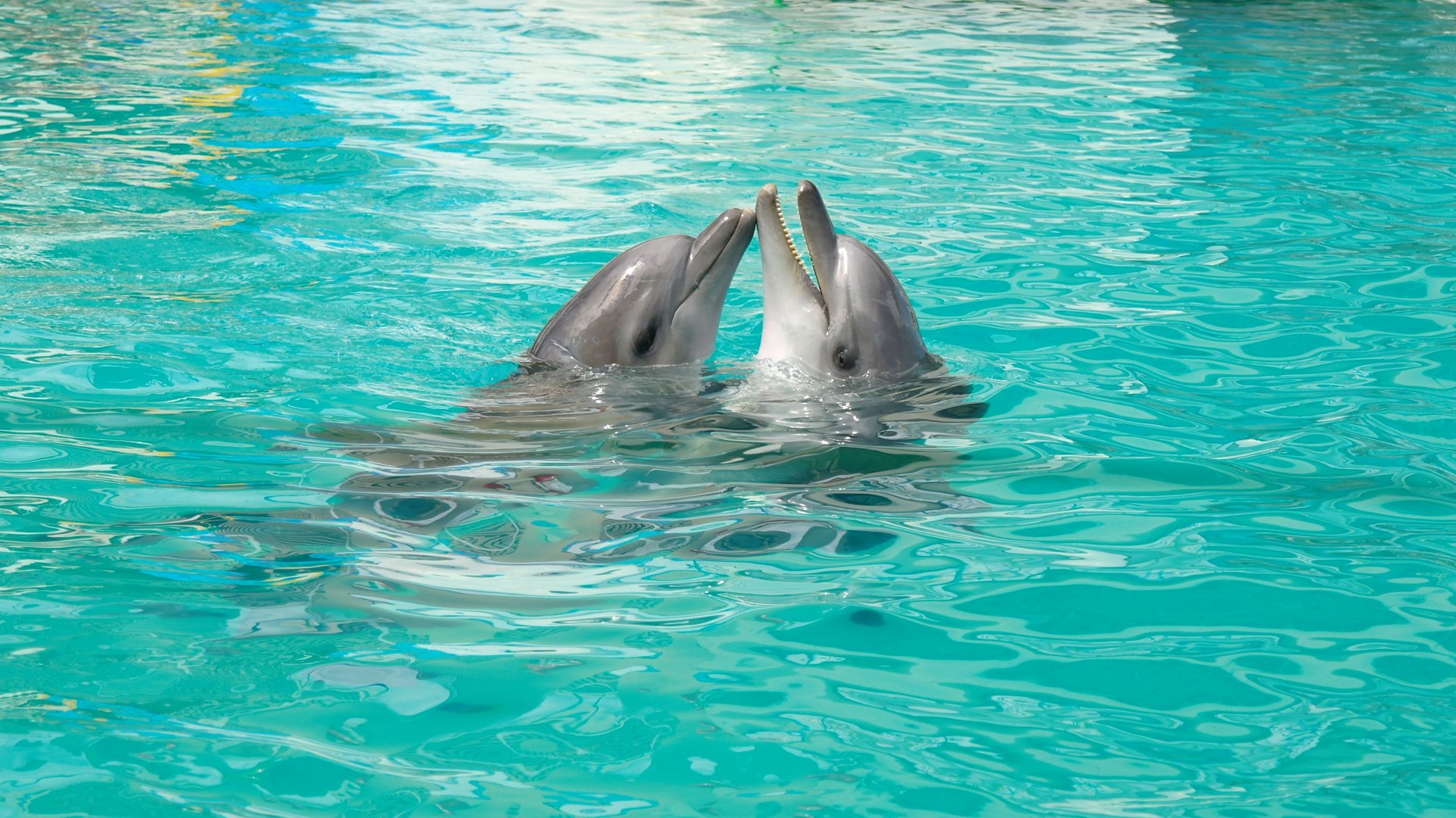 dolphins the pair love game