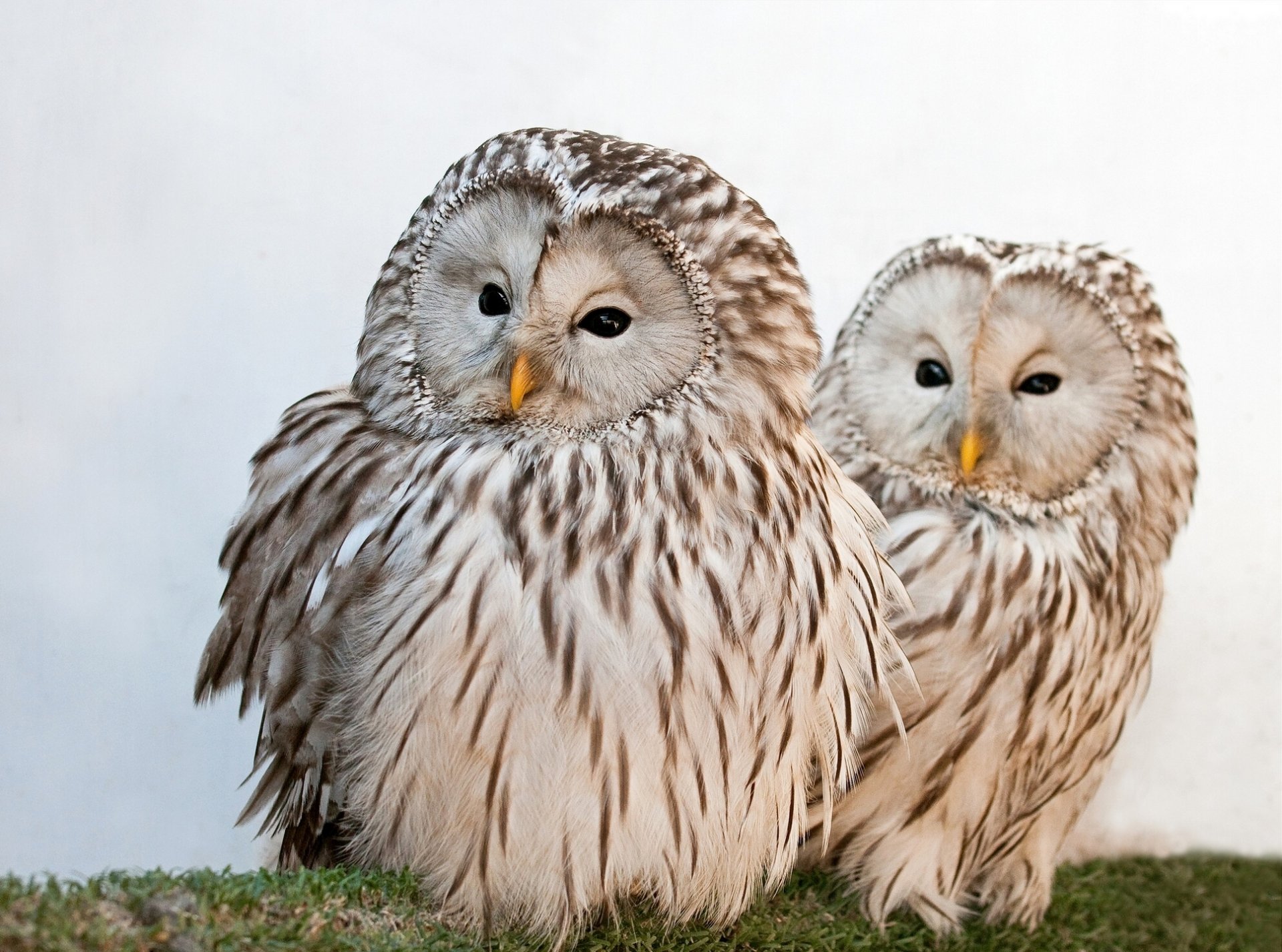 long-tailed obscure ural obscure owl