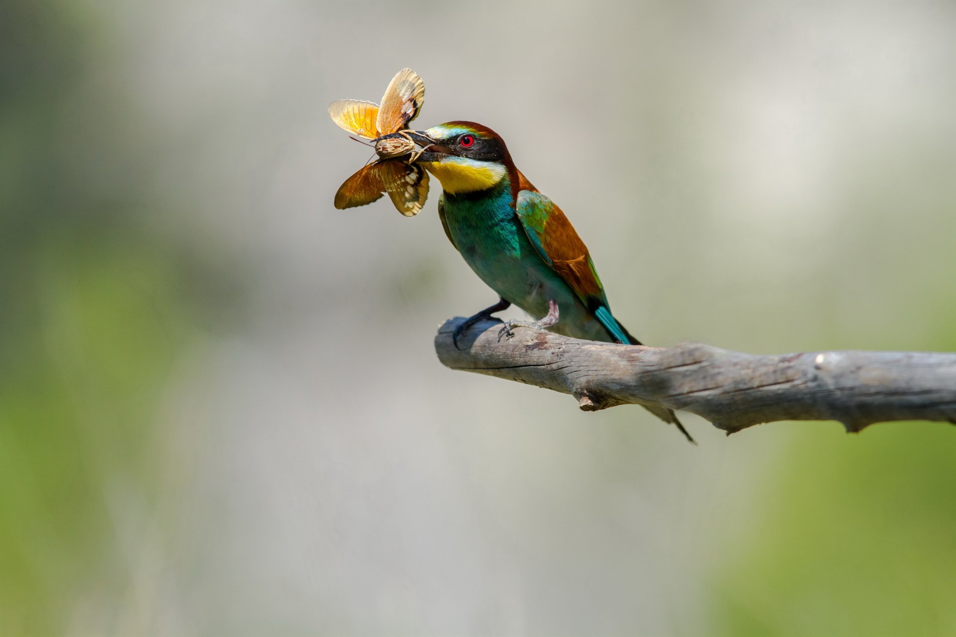 branch poultry european bee-eater pcheloedka butterfly mining