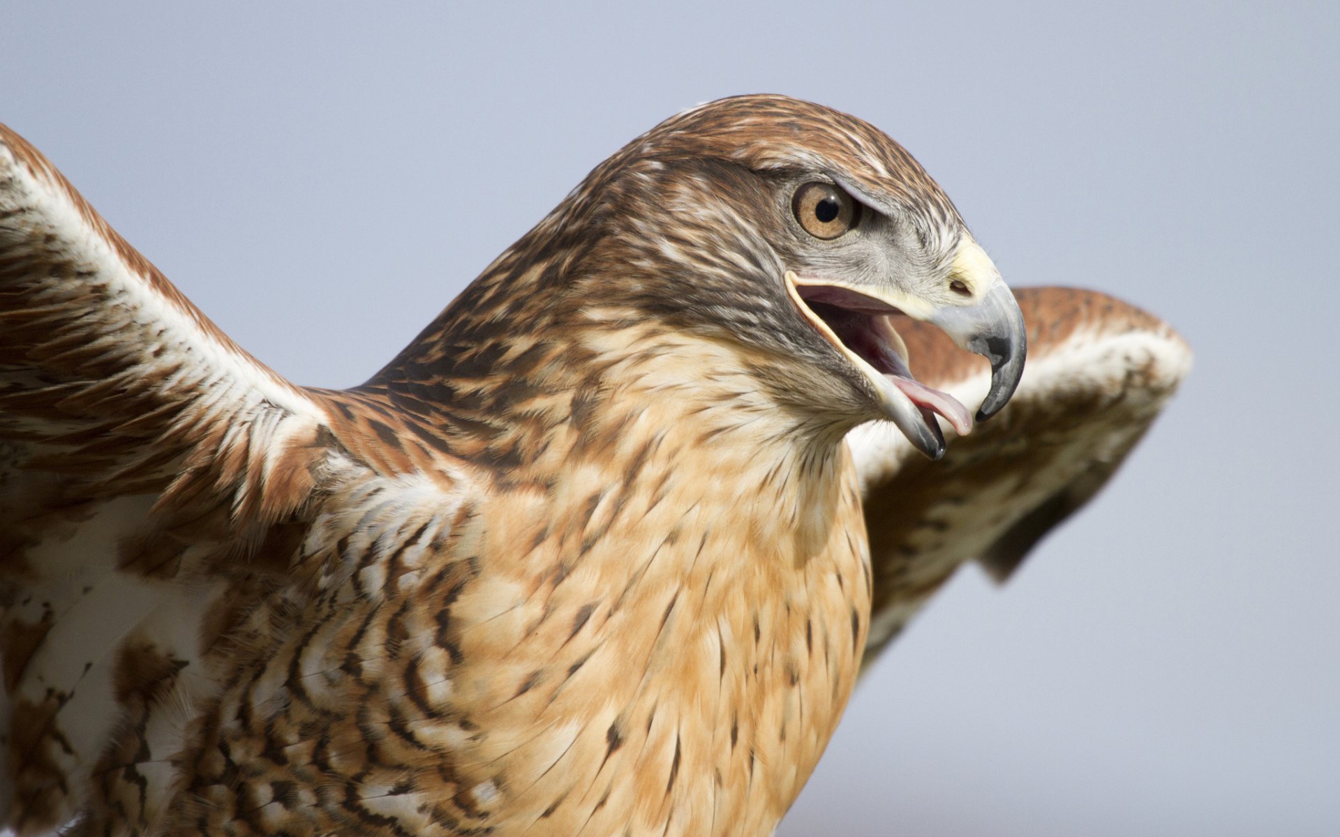 faucon oiseau prédateur tête bec ailes