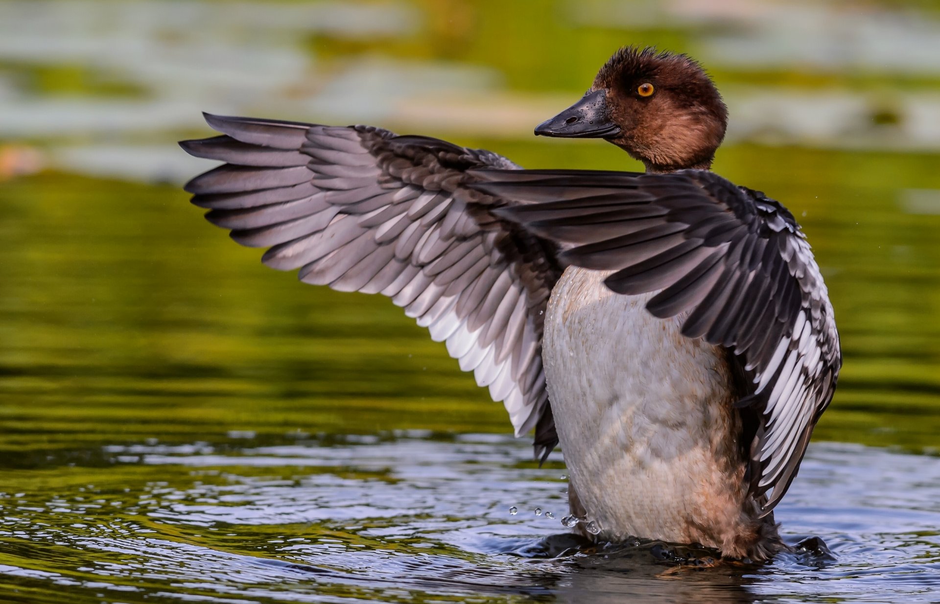 pato gogol alas agua