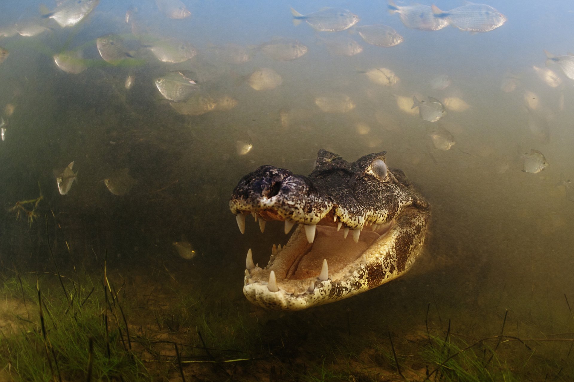 aligator rzeka kajman zęby roślinność wodna pantanal mato grosso brazylia